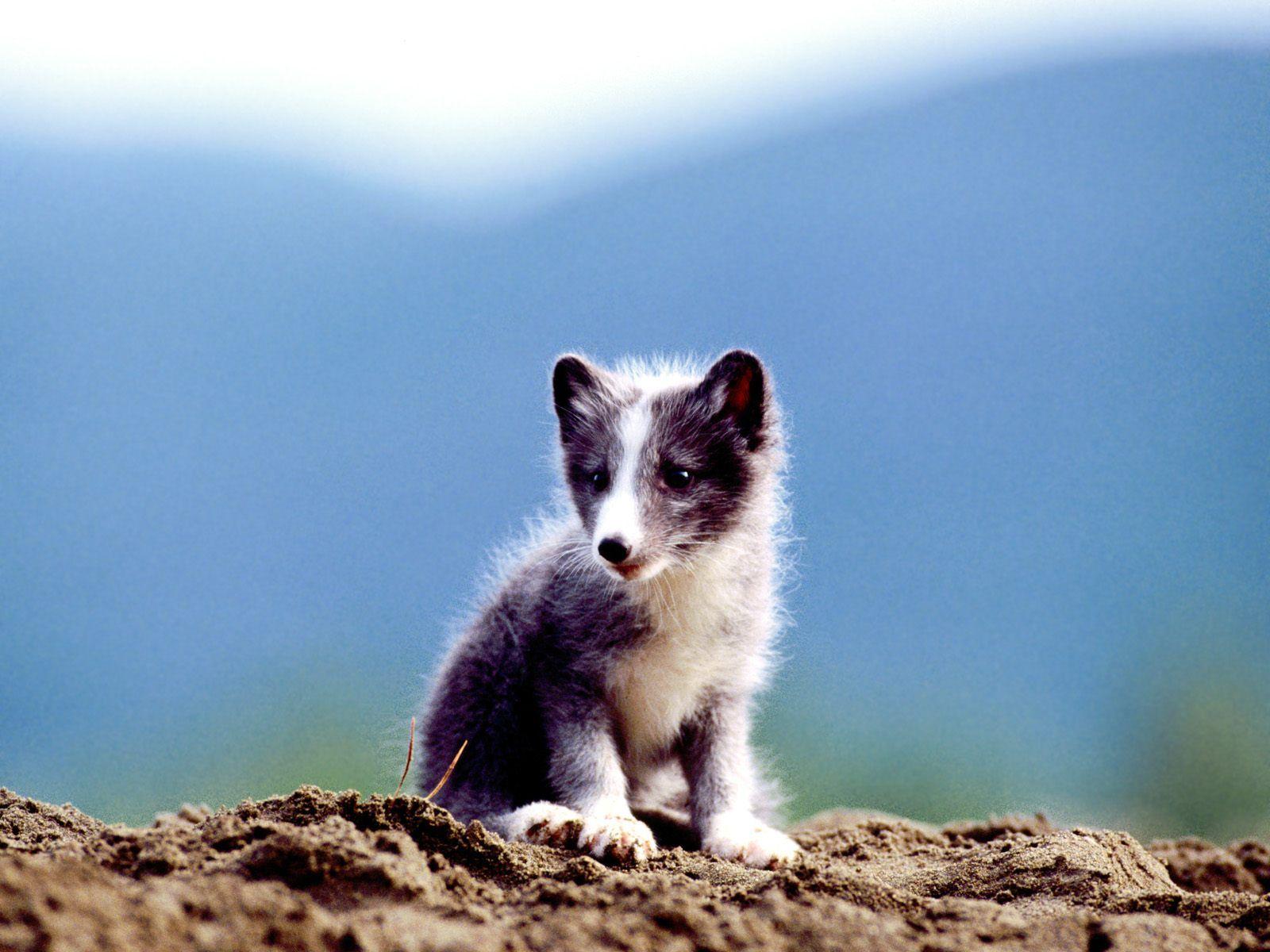 Desktop HD Picture Of An Arctic Fox Download