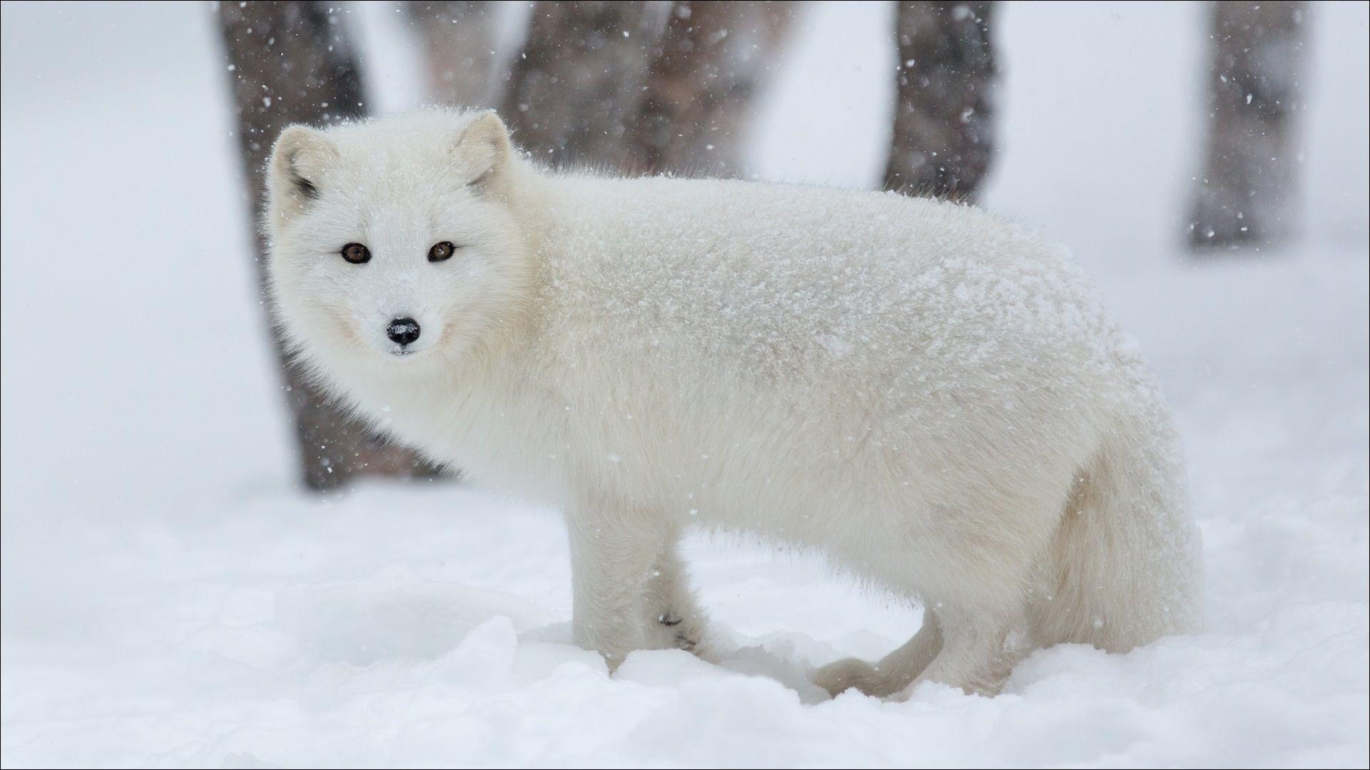 Arctic fox in snow winter wallpaper