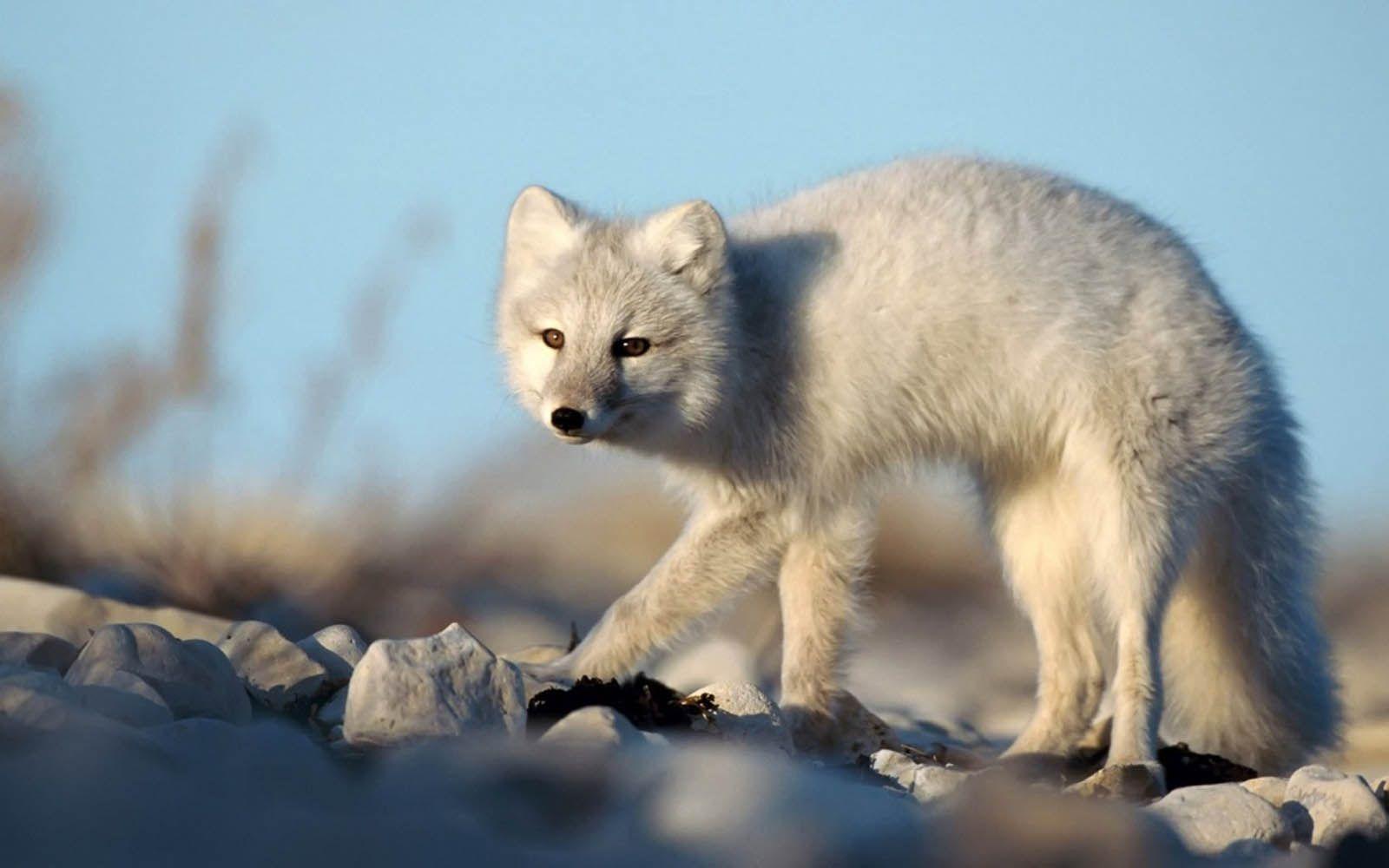 Tag: Arctic Fox Wallpaper, Background, Photo, Image