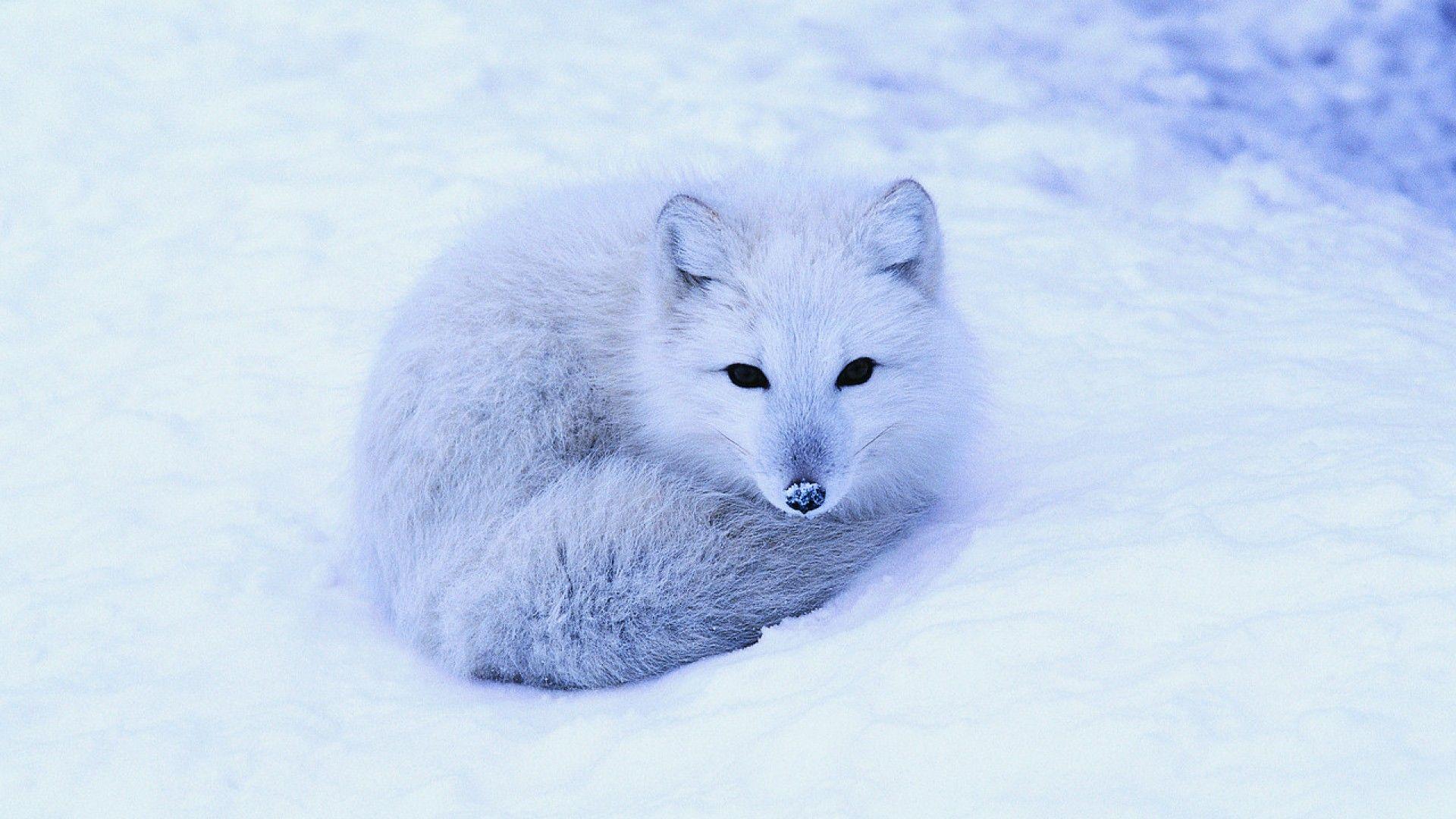 ScreenHeaven: Animals arctic fox desktop and mobile background