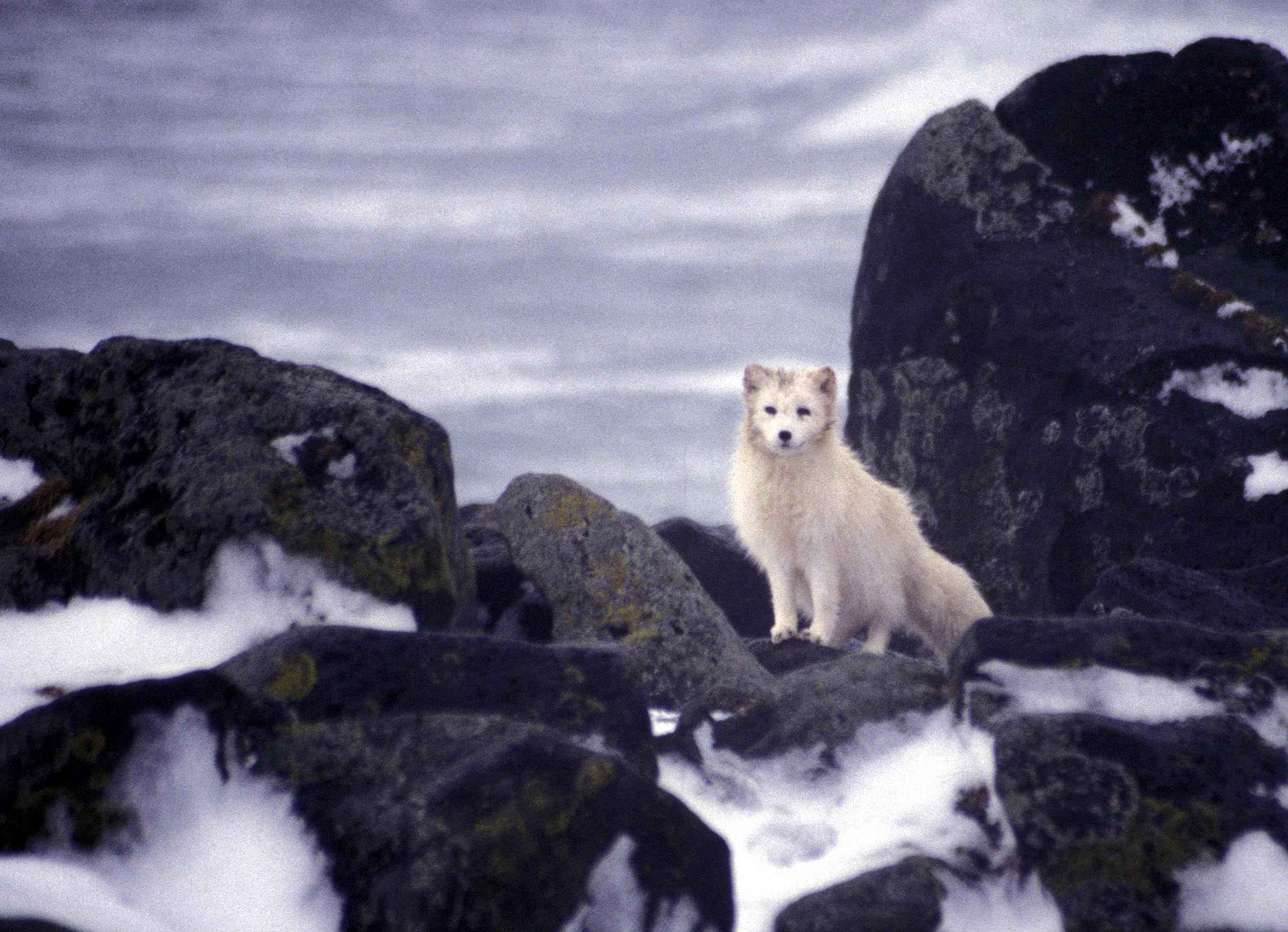 Free picture: white, Arctic fox, animal