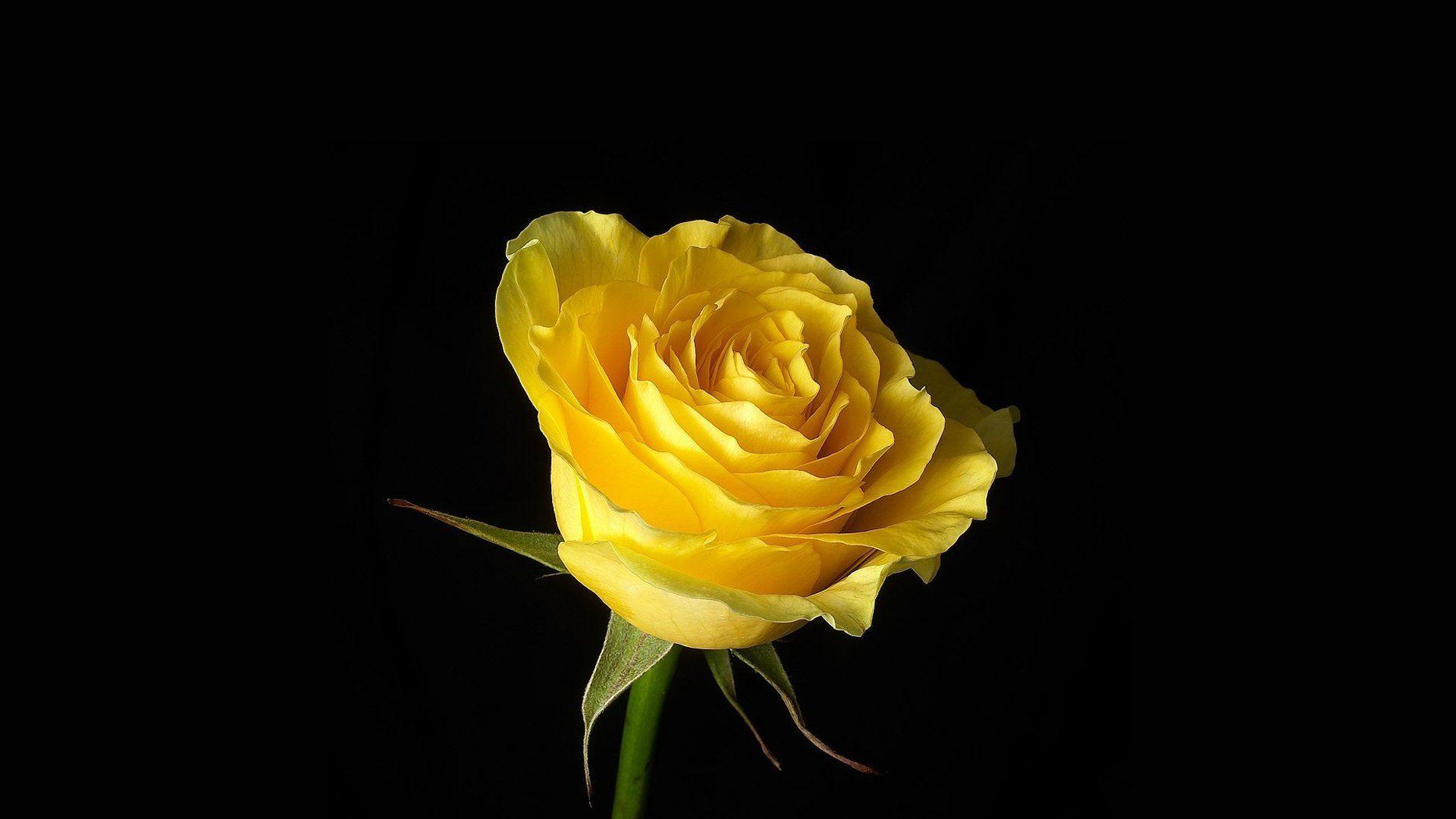 Black Wallpaper With Yellow Flowers image picture. Free