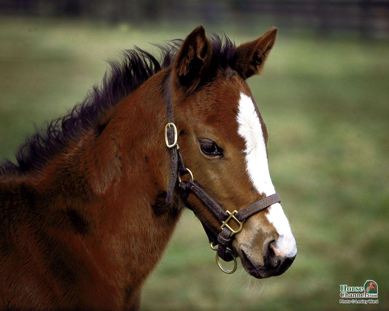 Springtime Foal Screensaver and Desktop Wallpaper. Horses, Foals, Pretty horses
