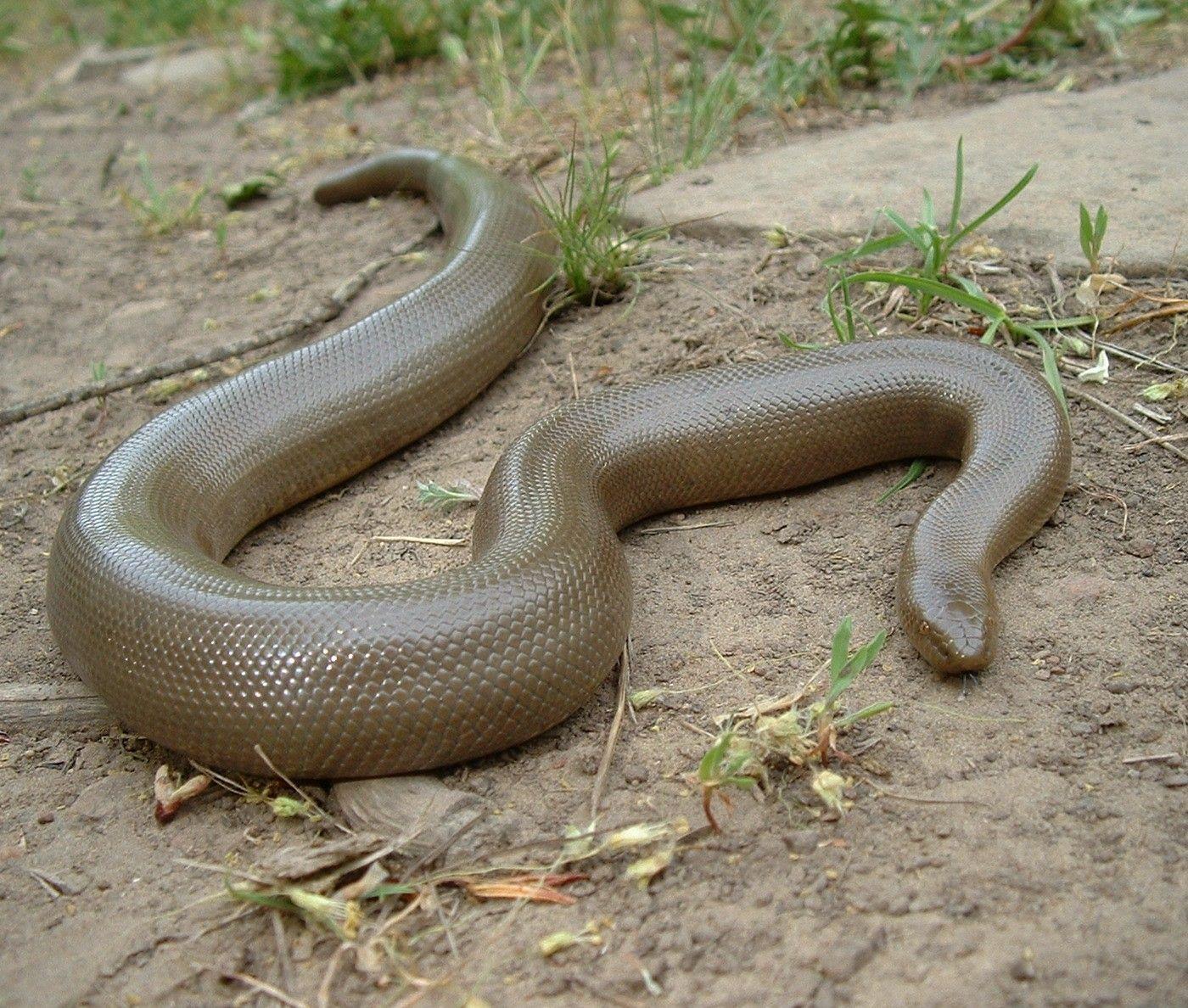 Резиновая змея