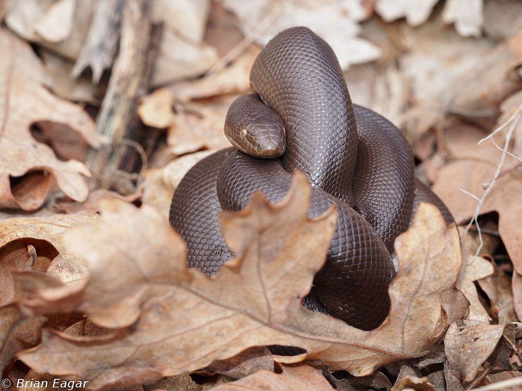 Field Herp Forum • View topic rubber boa weather