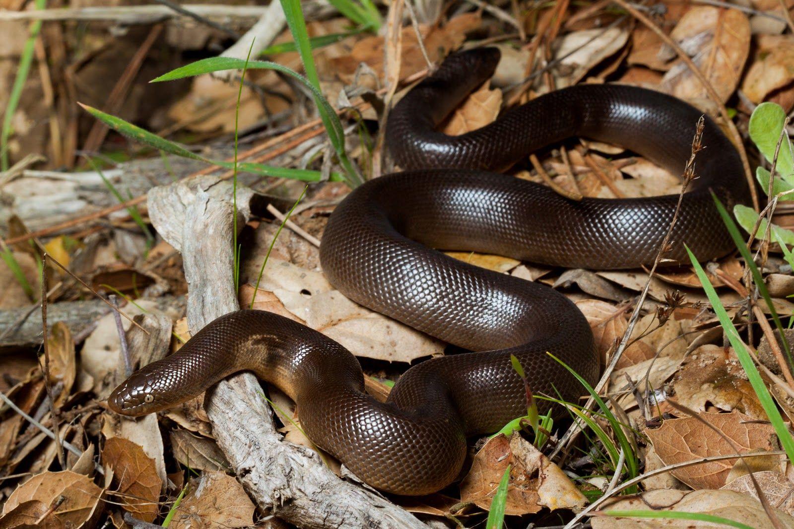 Real Monstrosities: Rubber Boa