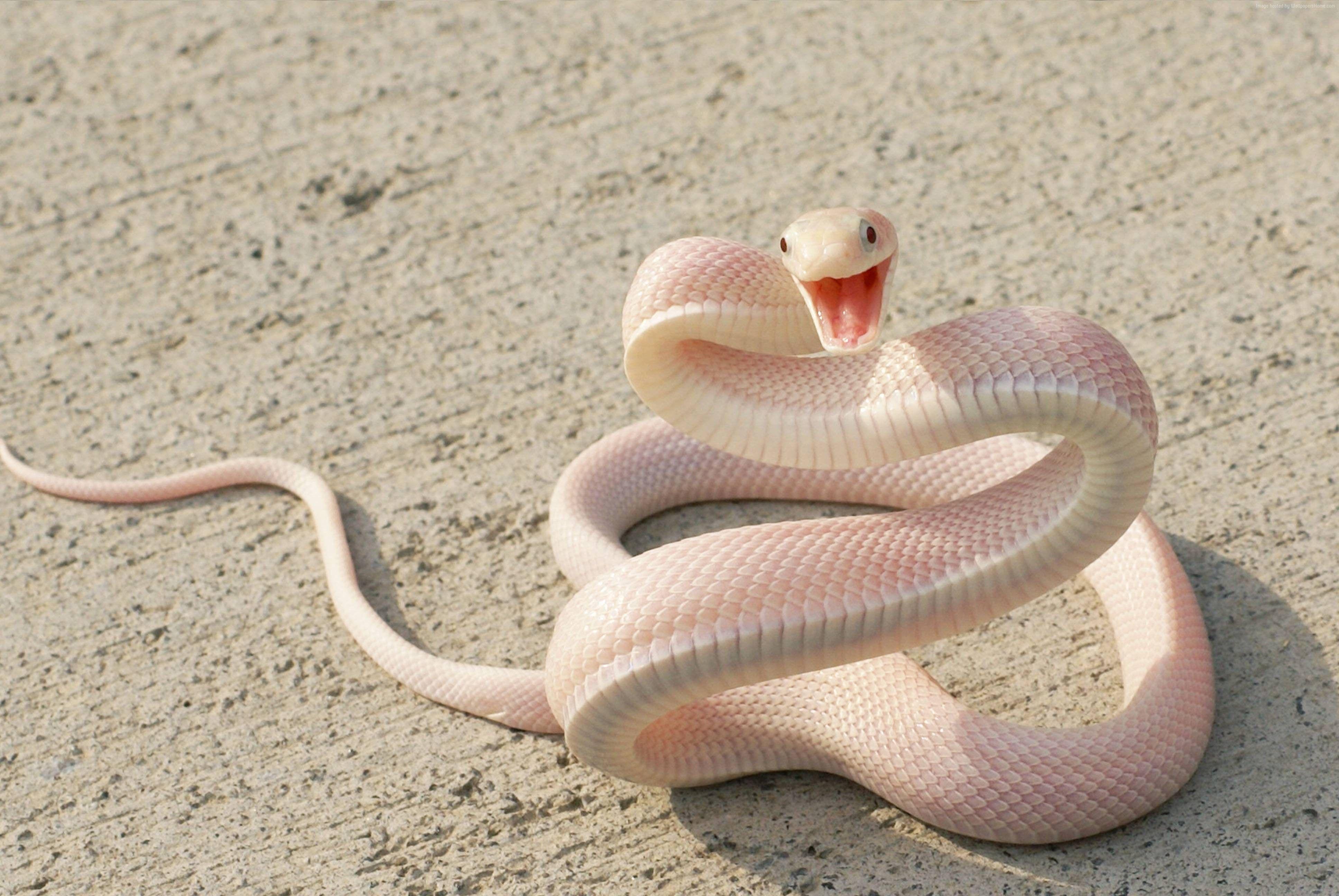 Wallpaper Snake, Pink Snake, asphalt, eyes, attack, Animals