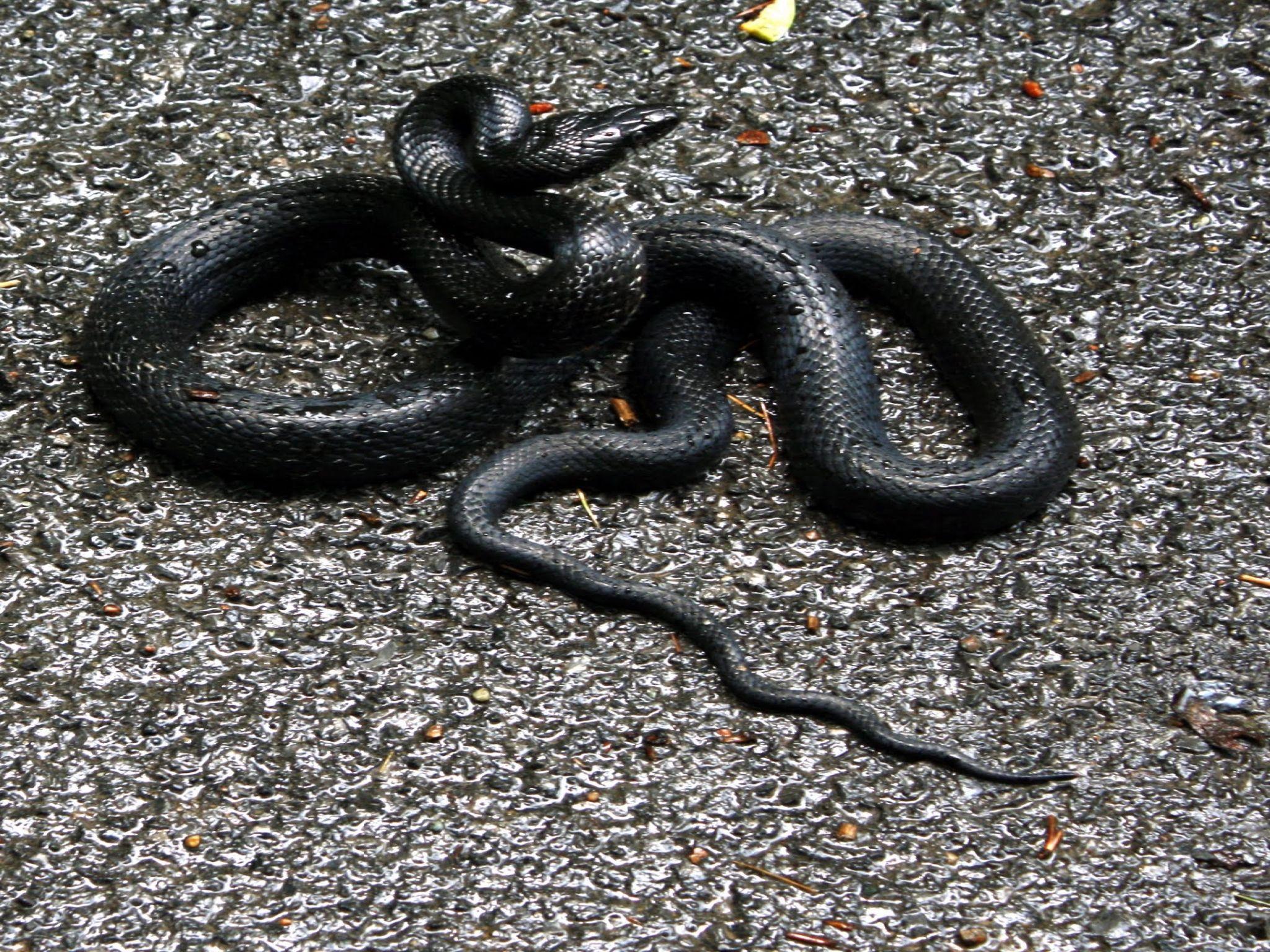 image of a garden snake