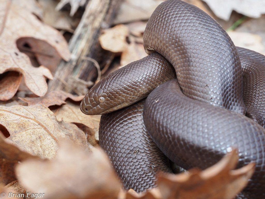 Field Herp Forum • View topic rubber boa weather