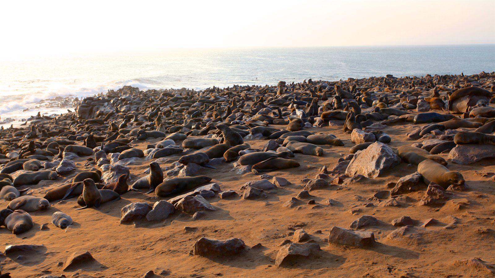 Animal Picture: View Image of Skeleton Coast National Park