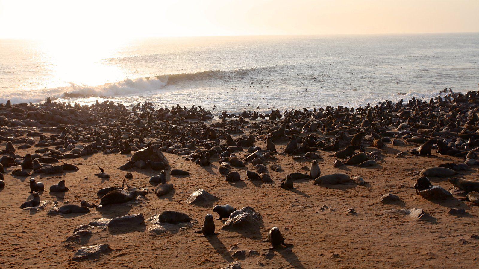 Animal Picture: View Image of Skeleton Coast National Park