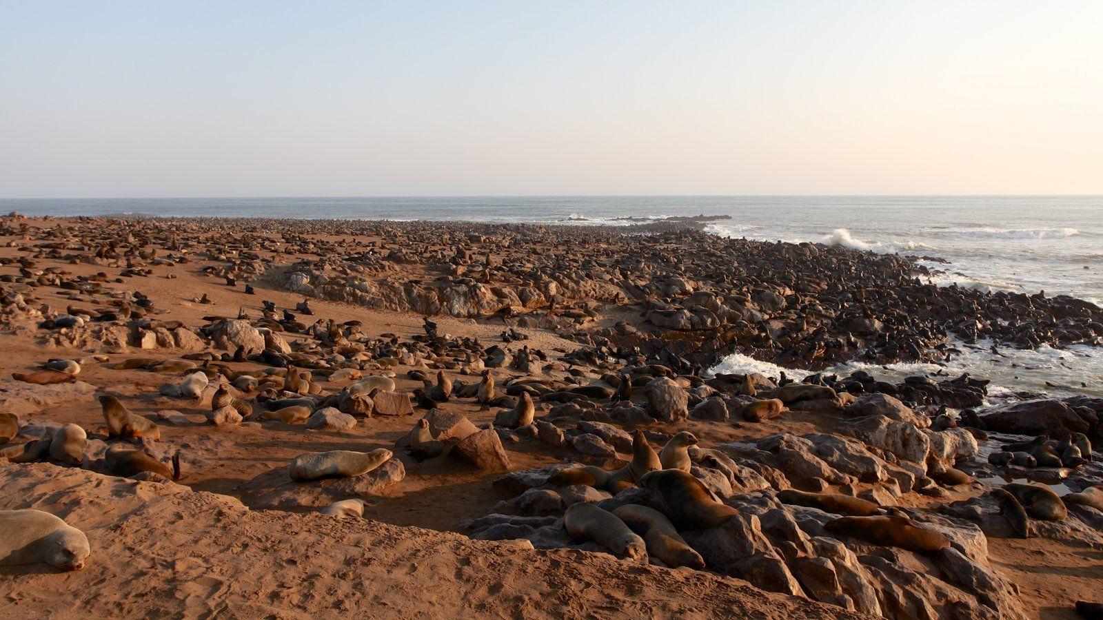 Animal Picture: View Image of Skeleton Coast National Park