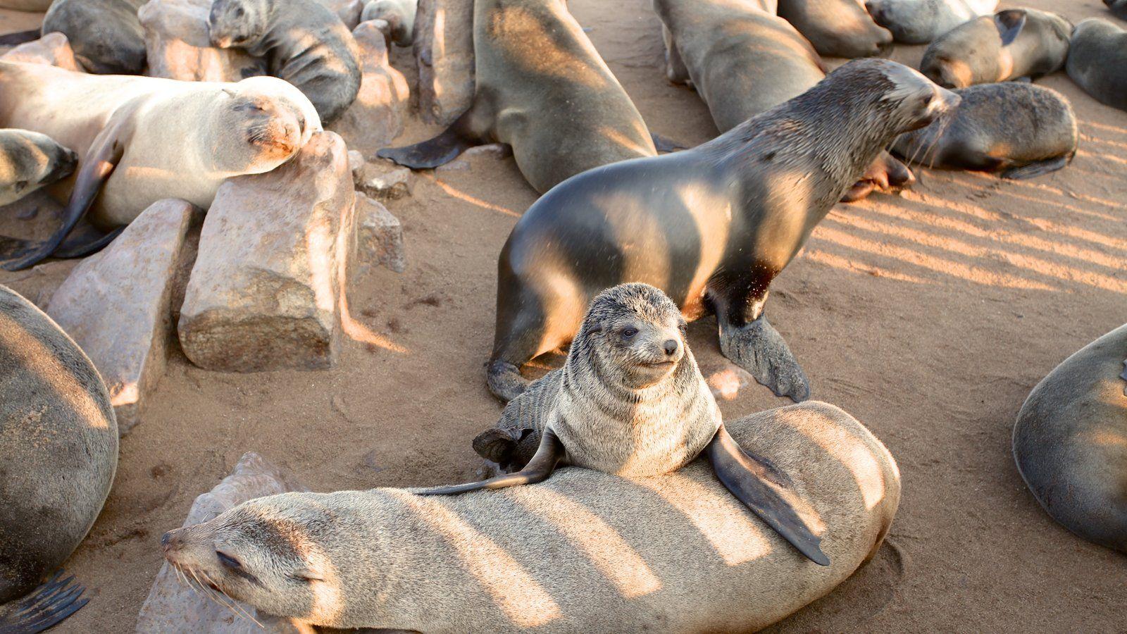 Animal Picture: View Image of Skeleton Coast National Park