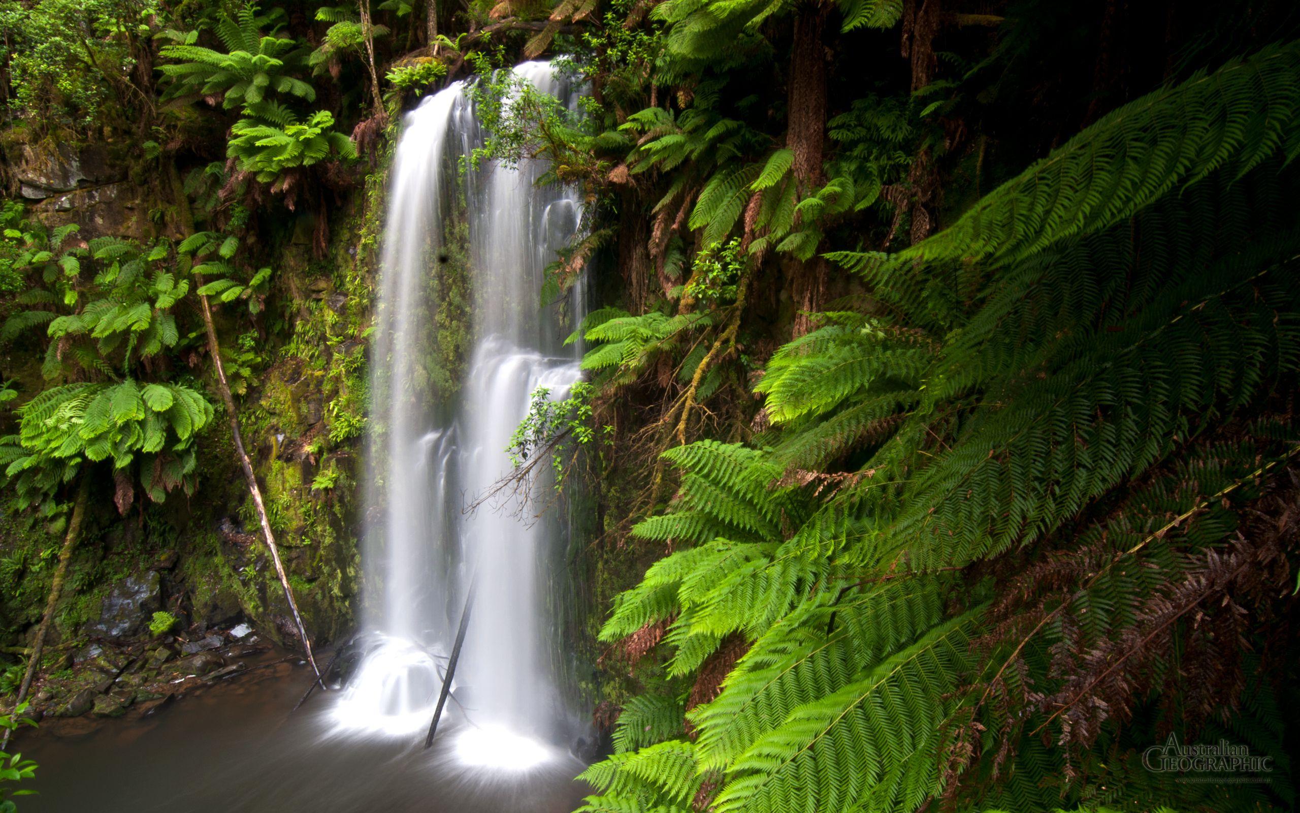 Beauchamp Falls, Otway Forest, Victoria
