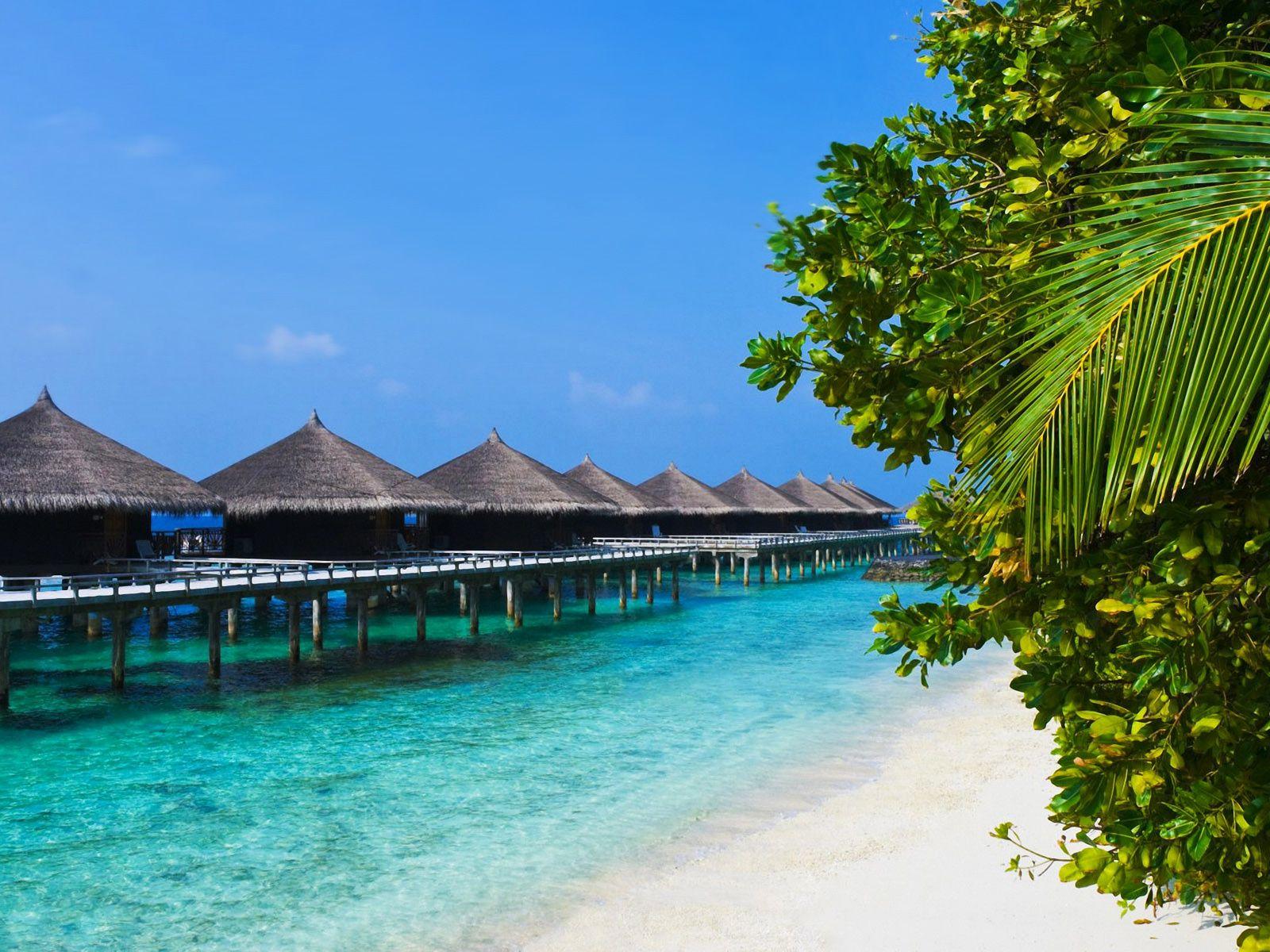 Stunning tropical beach bungalows