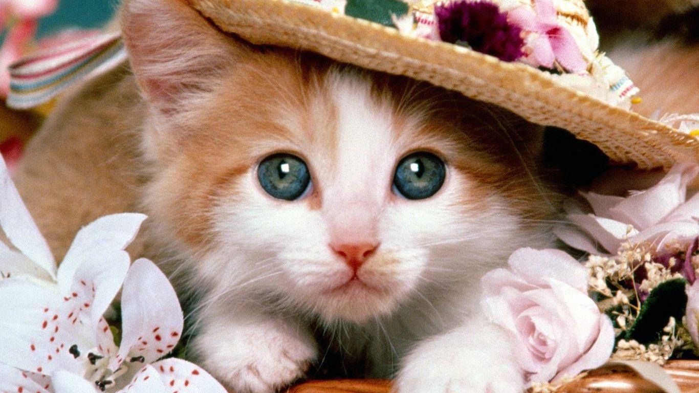 Cat Pics For Wallpaper Download