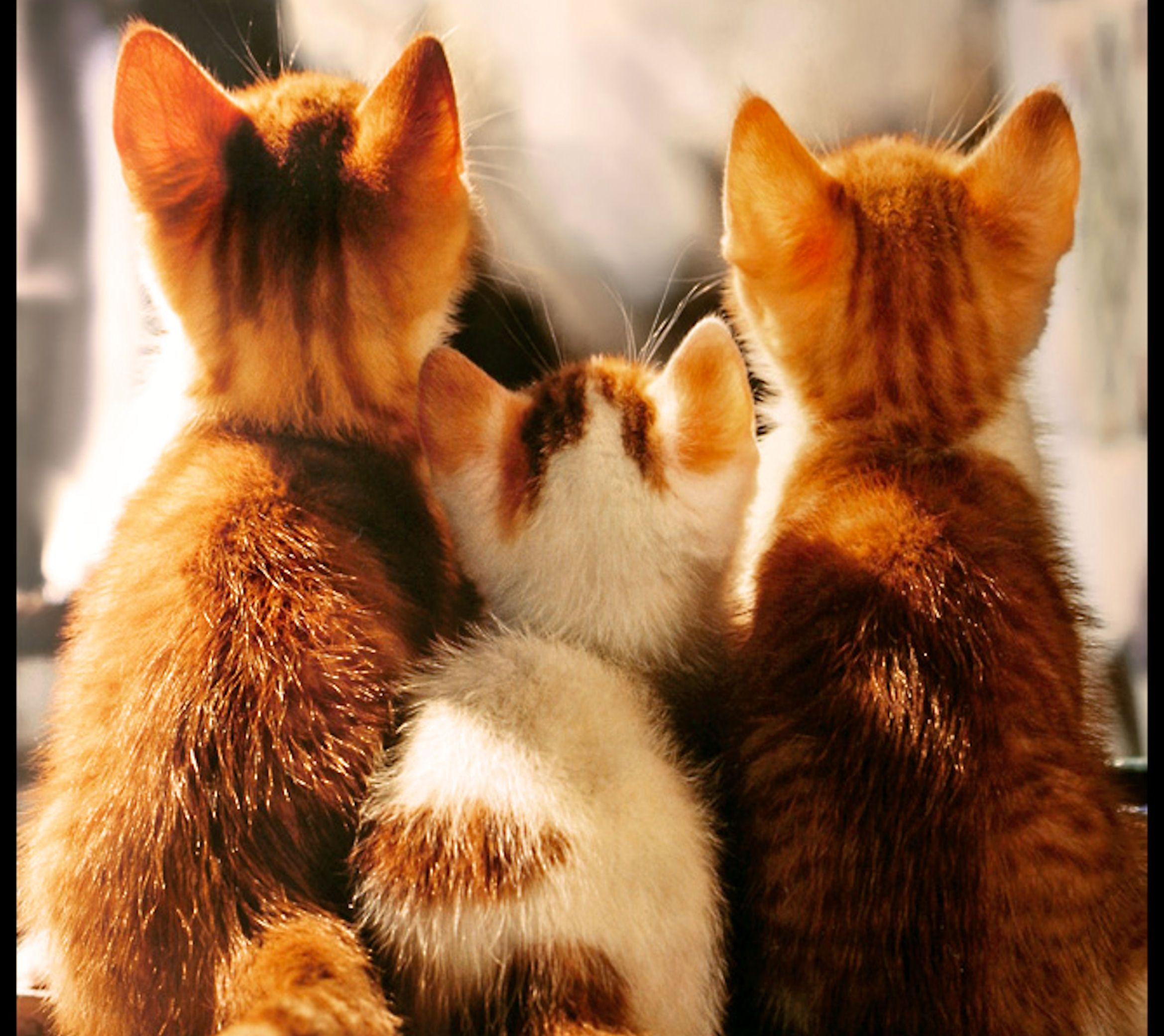 Three Cats wallpaper HD free. Cats, Cute cats, Kittens