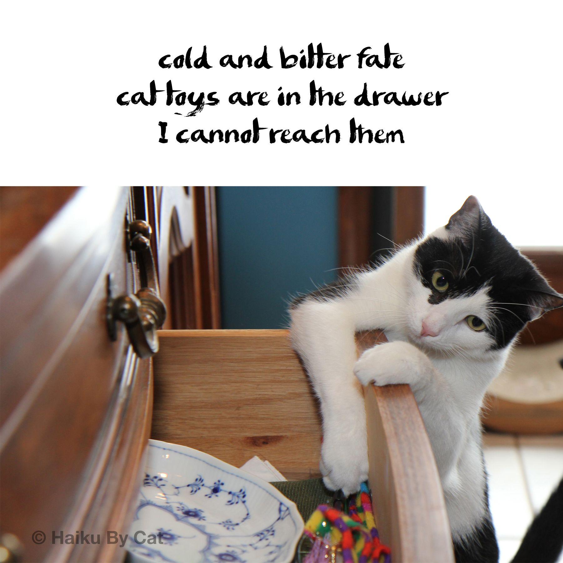 haiku and cats & Animals. Cat
