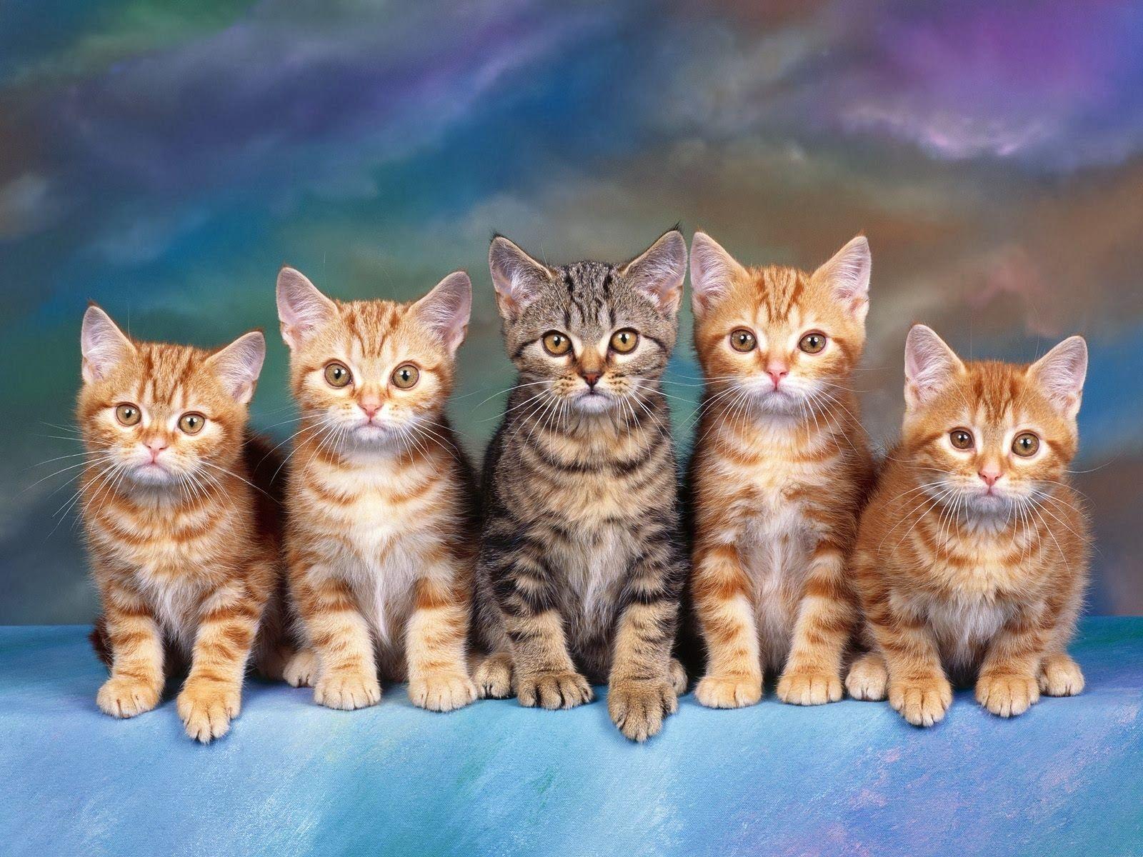 wallpaper For Desktop: HD Cats wallpaper