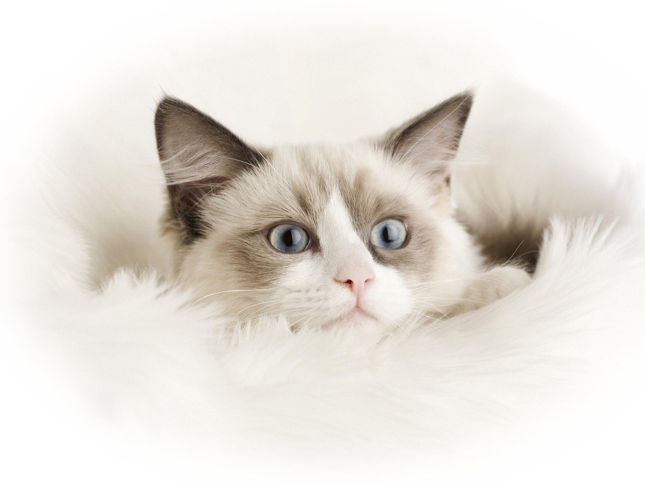 VI: Ragdoll Cat Wallpaper, Beautiful Ragdoll Cat Wallpaper