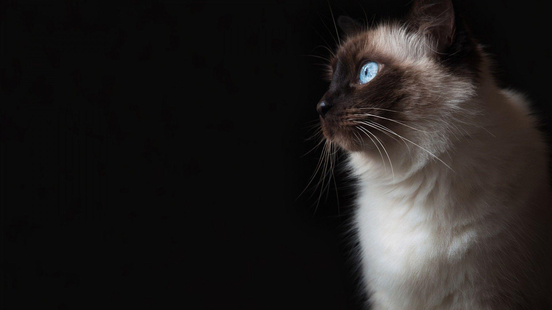VI: Ragdoll Cat Wallpaper, Beautiful Ragdoll Cat Wallpaper