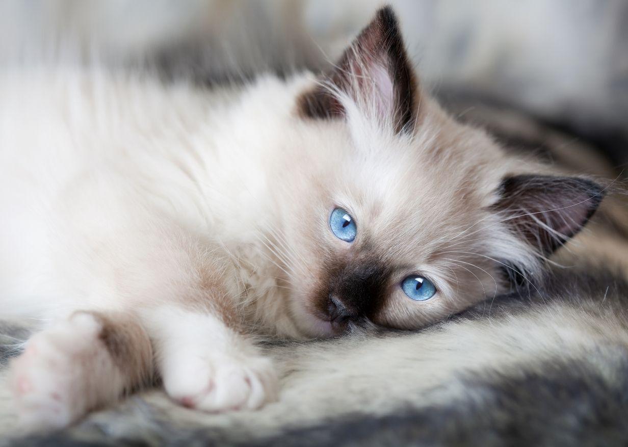 Blue Eye Cat Ragdoll