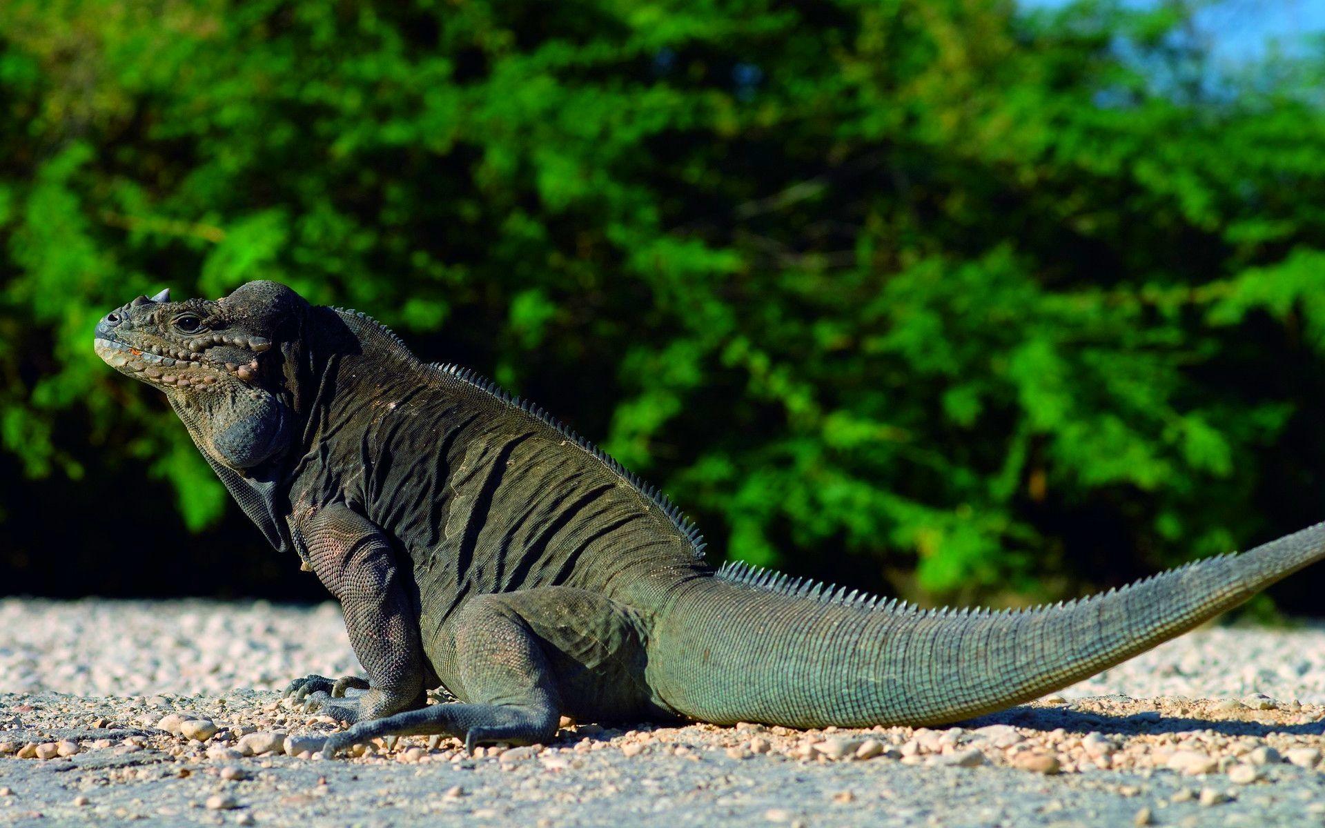 Komodo Dragon Desktop HD Wallpaper Download. Animal refs, lizards