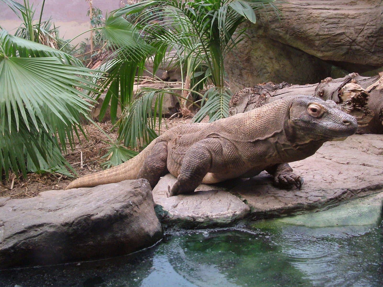Komodo Dragon Going In Water Desktop HD Wallpaper. Animal refs