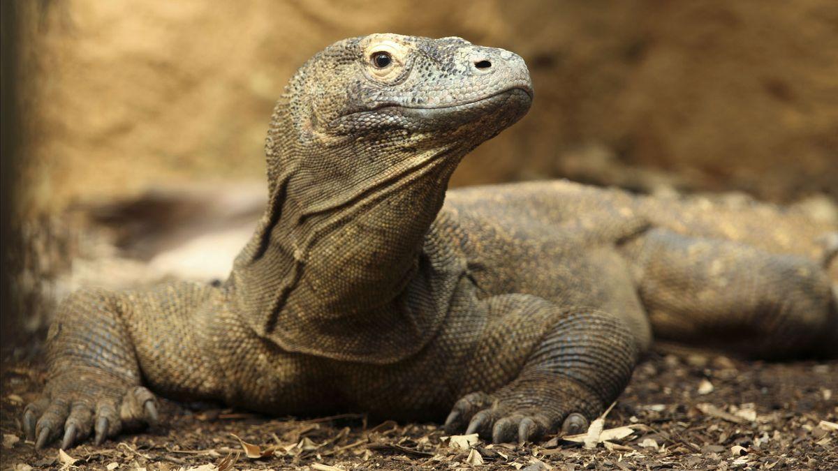 Komodo Dragon Animals Picture Wallpaper HQ Download