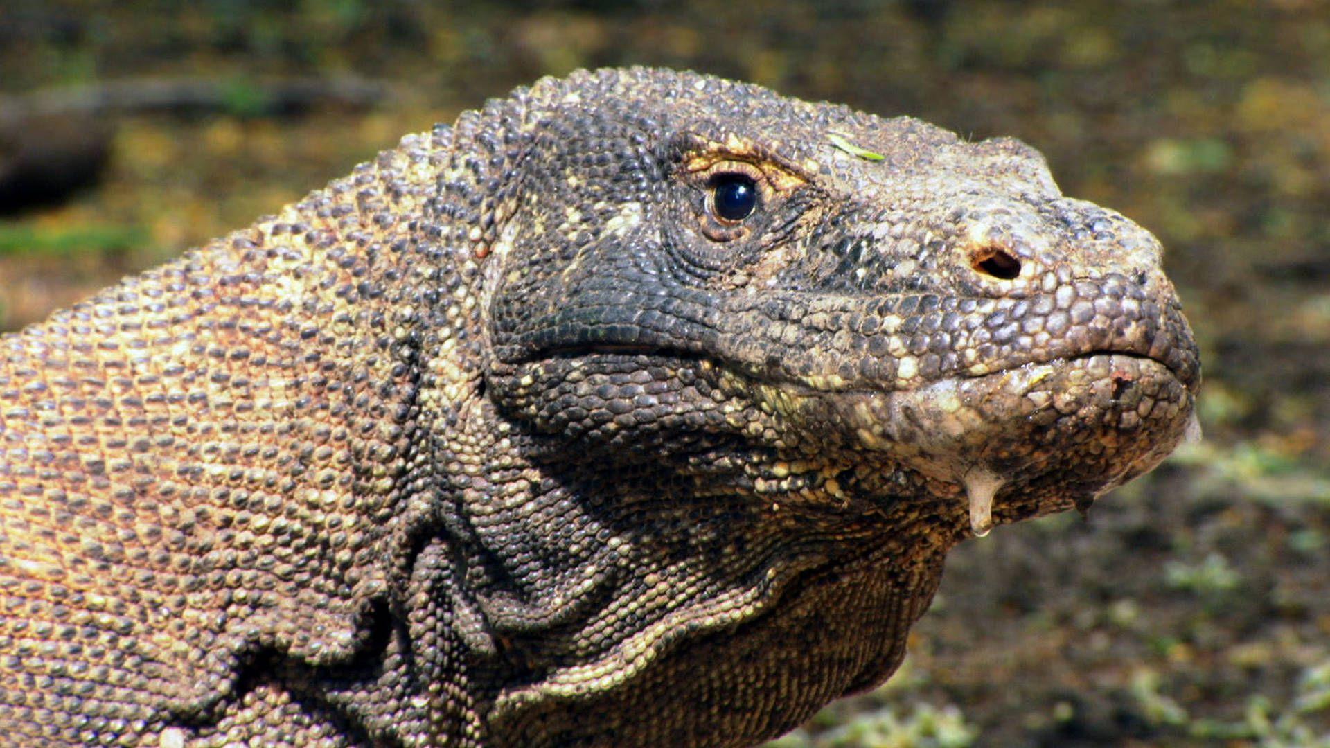 VIDEO: Steps Away From a Hungry Komodo Dragon from Mighty Cruise