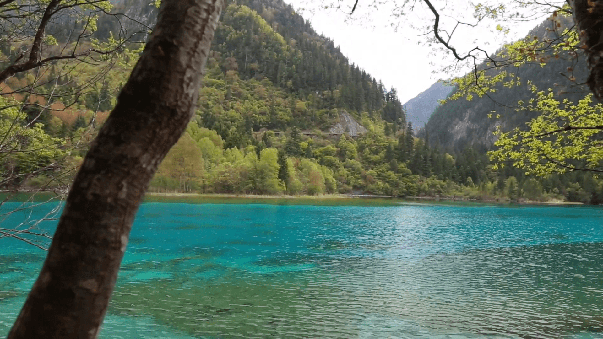 Spectacular blue water lake in jiuzhaigou Valley national park