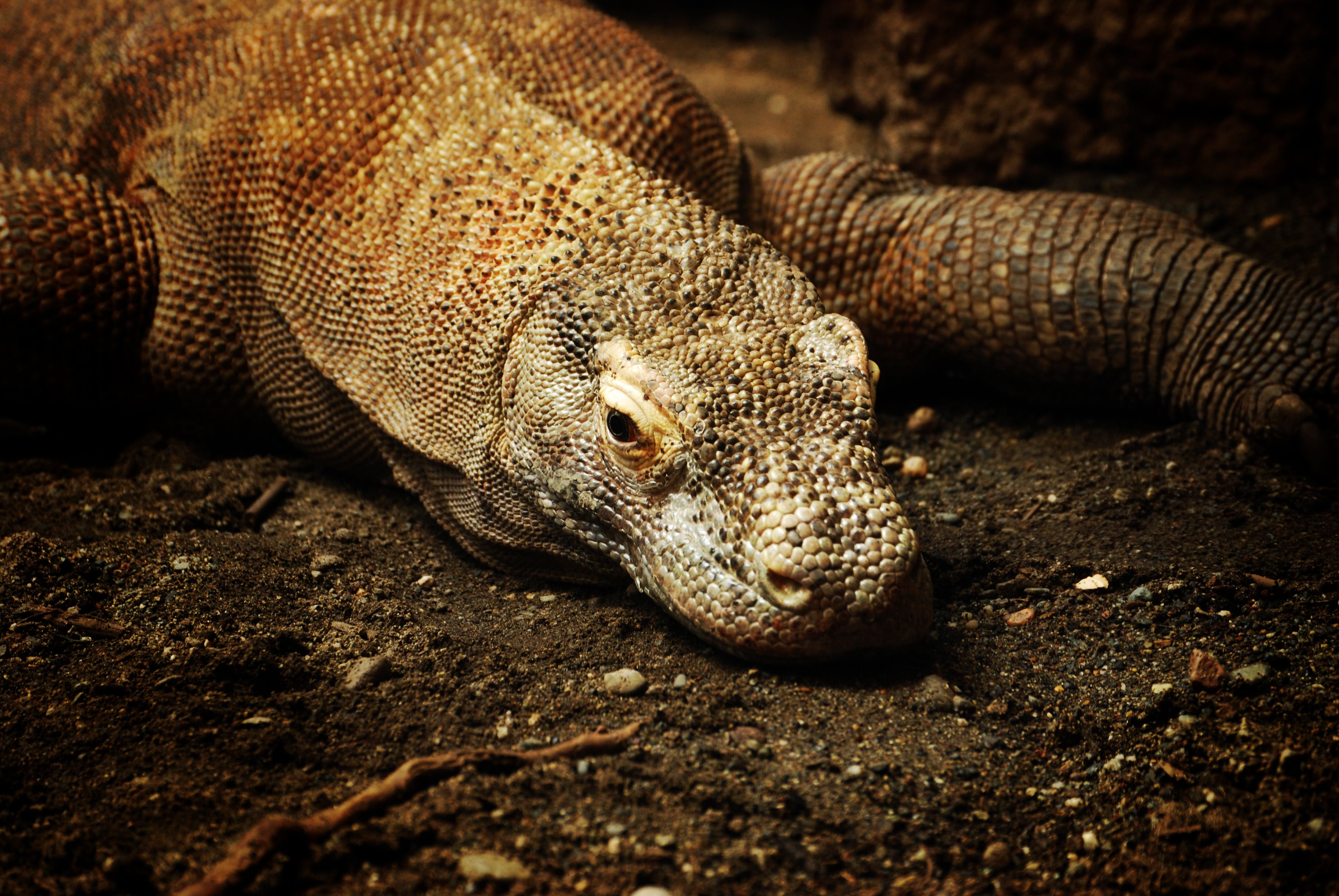 Komodo Dragon Wallpaper Animal Spot
