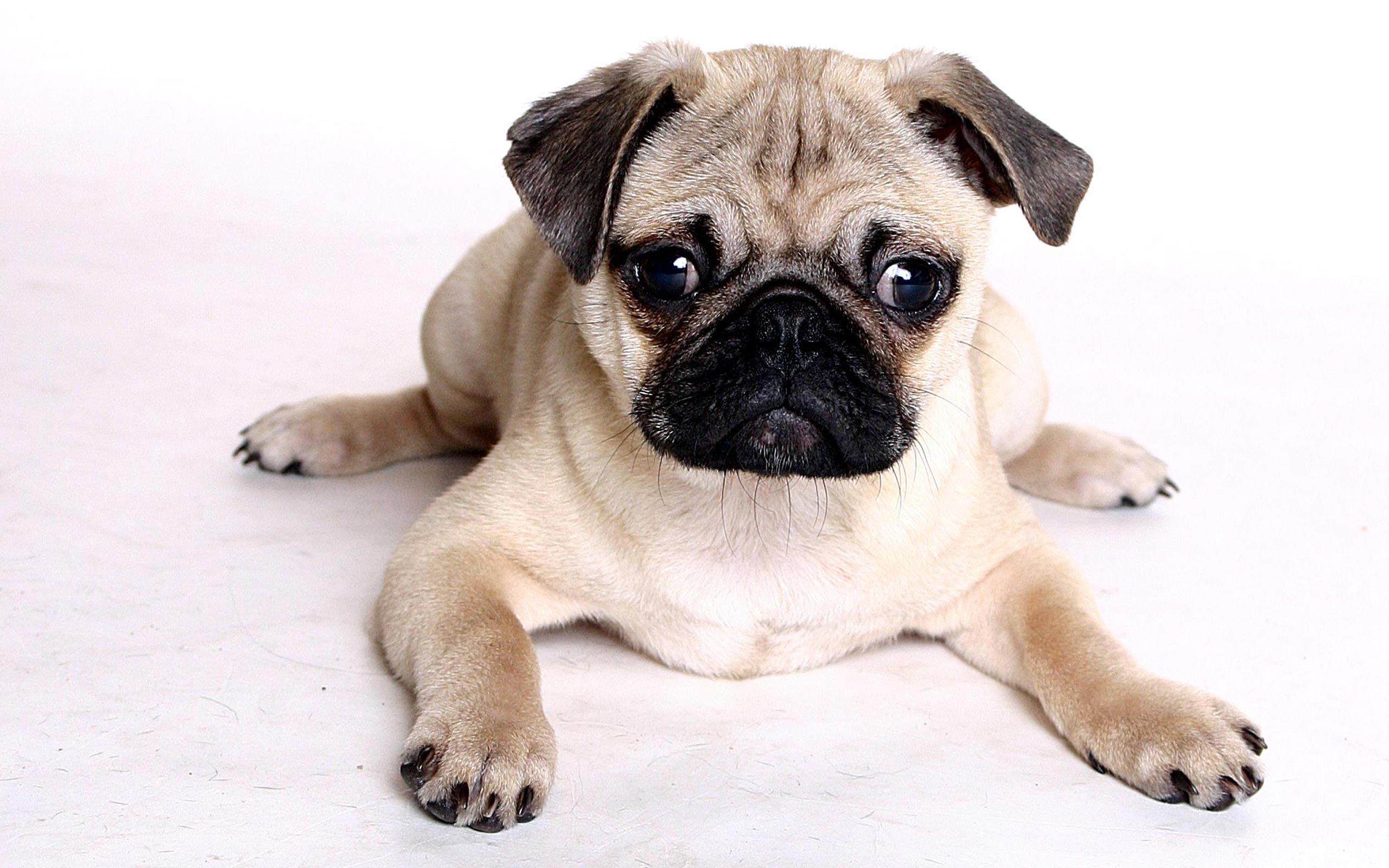 Cute pug puppies image download
