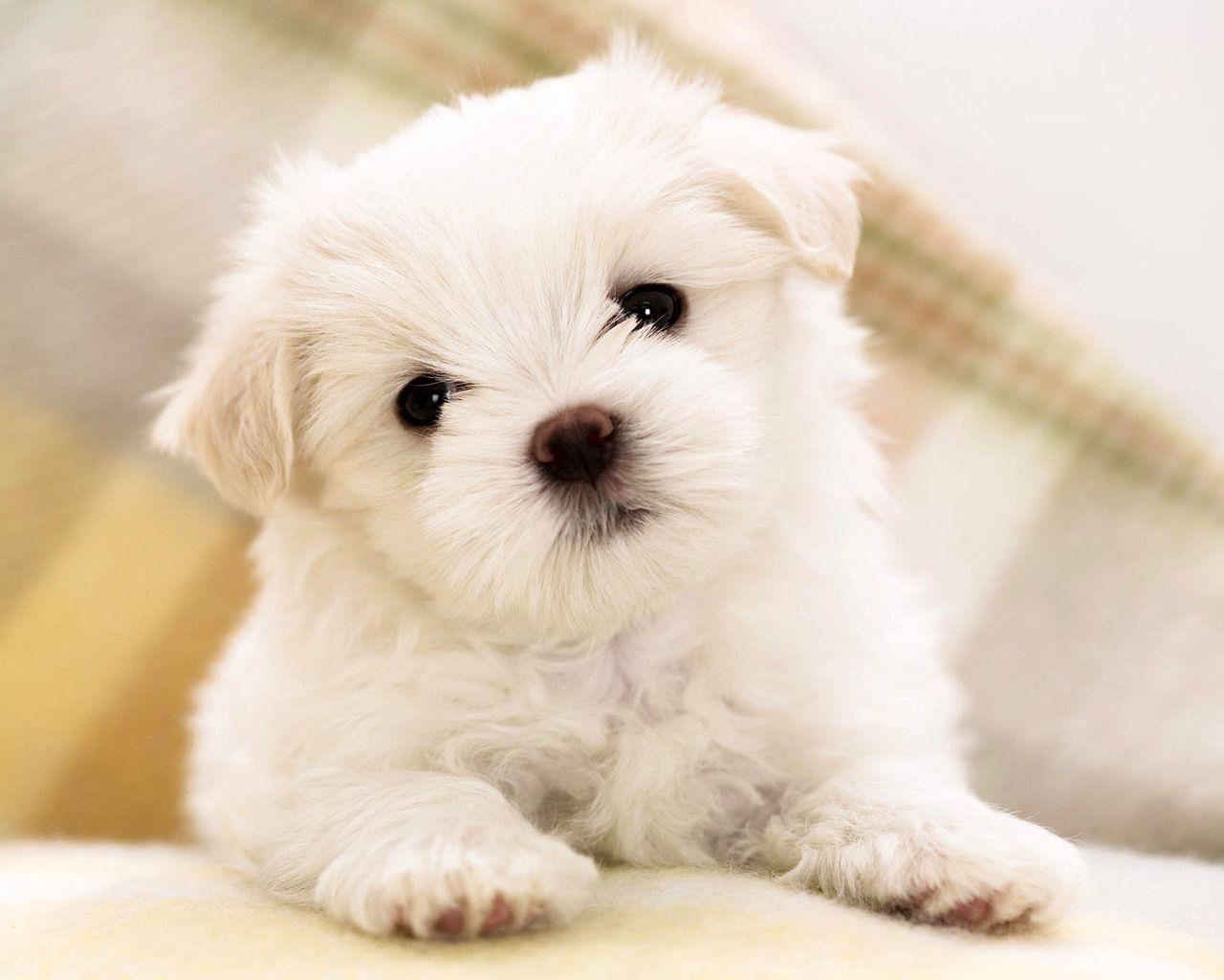 Cute Dogs Wallpapers - Top 35 Best Cute Dogs Backgrounds Download