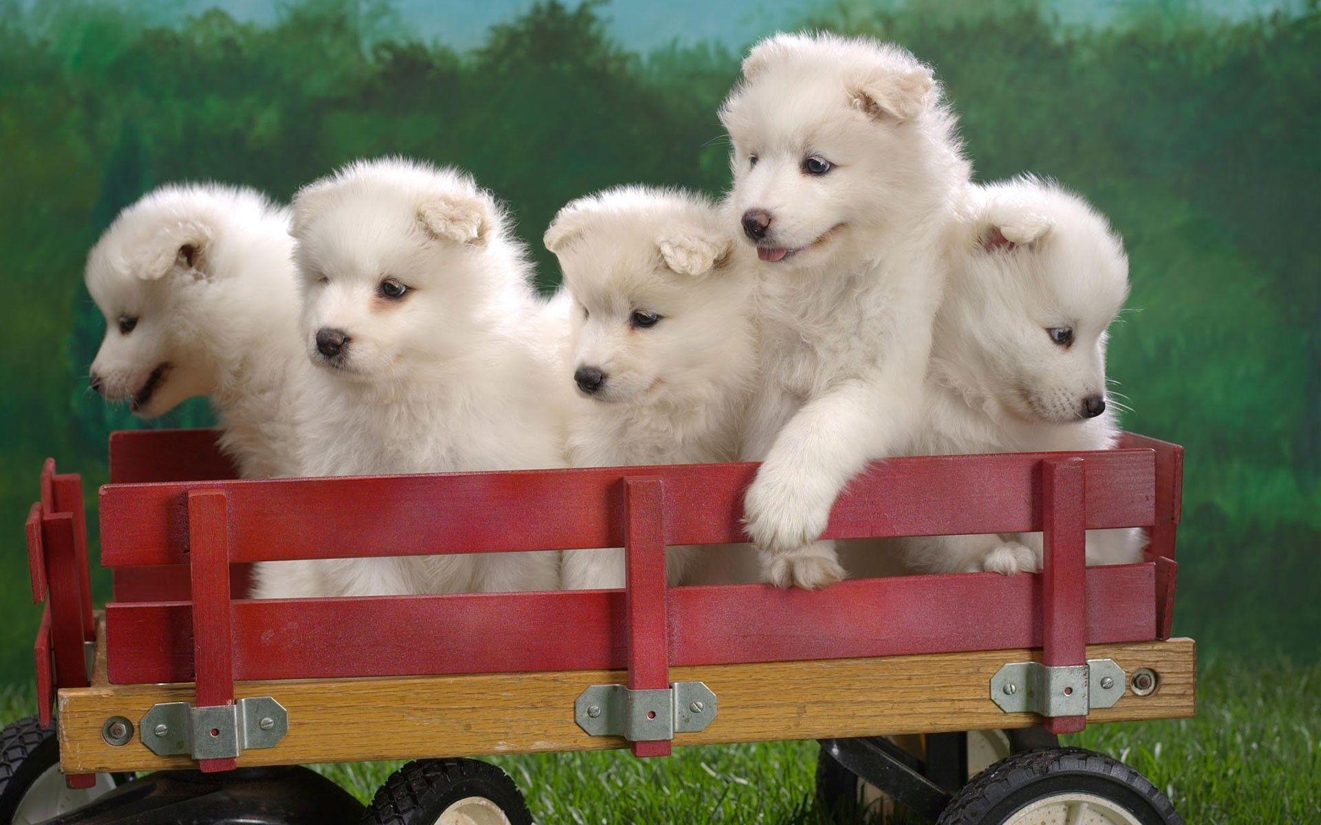 Cute Five Puppies on Toy Trolly Pets Animal Wallpaper