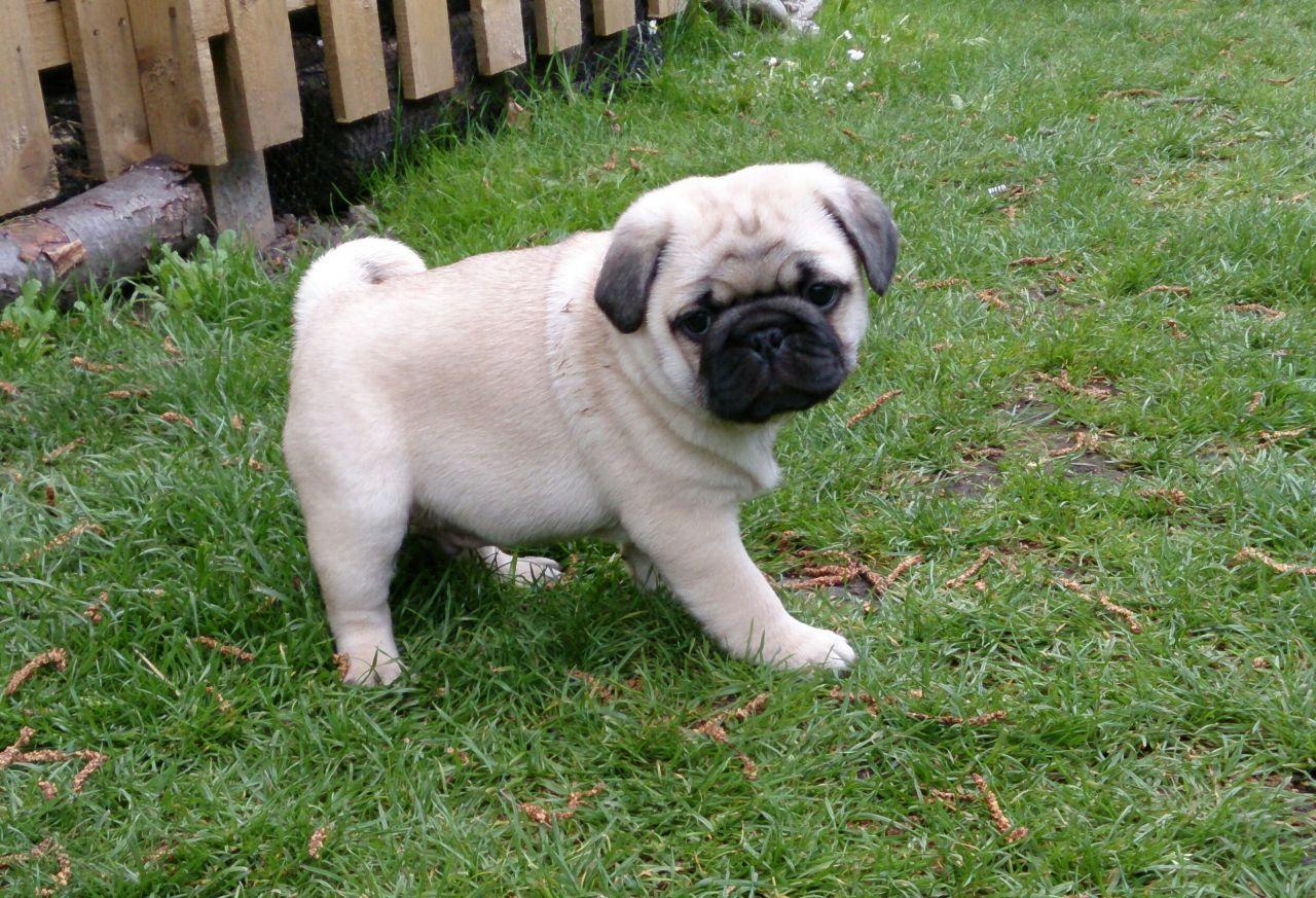 Baby Pug Wallpapers 5 Free Hd Wallpapers.