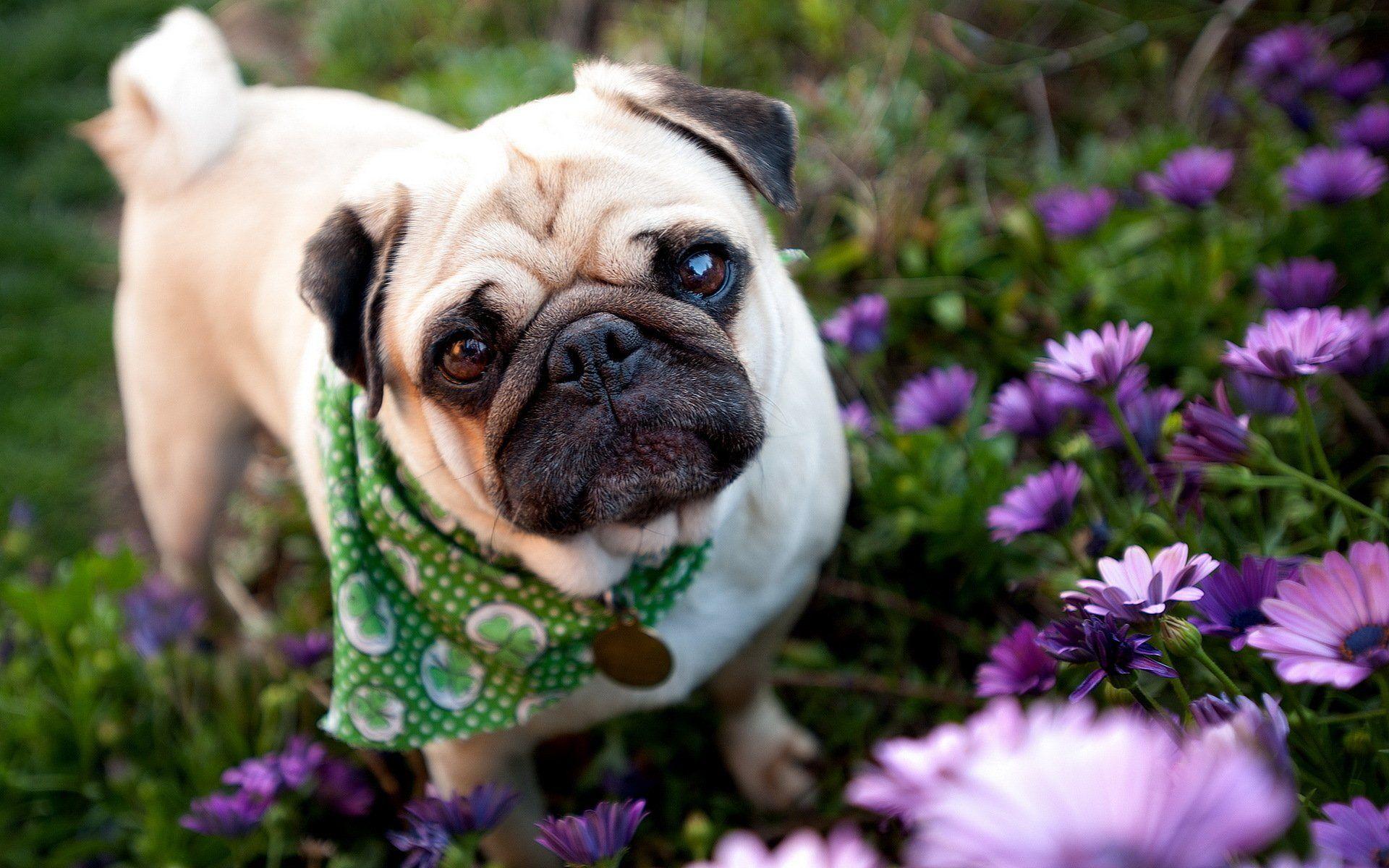 Pug HD Wallpaper and Background Image