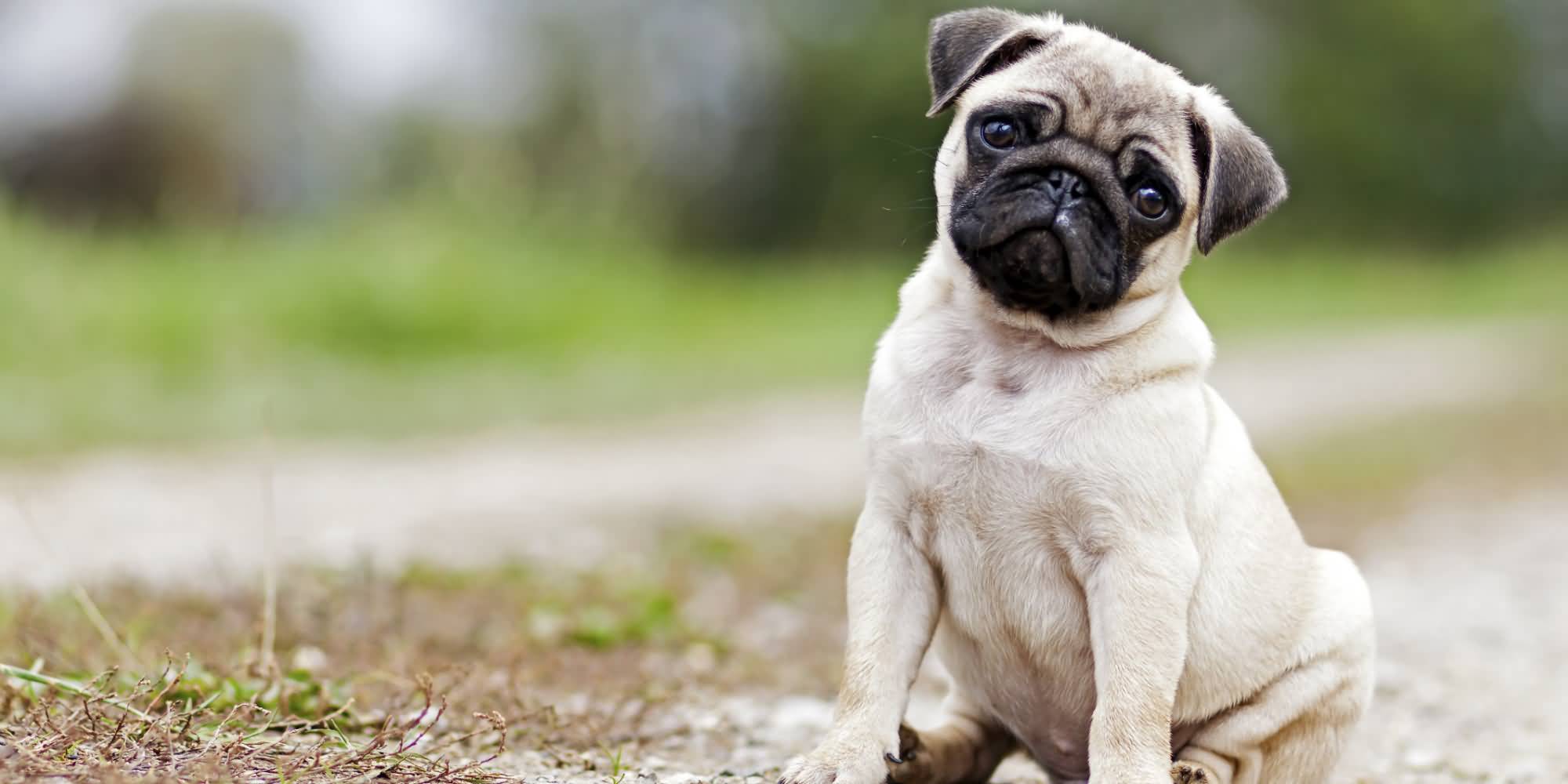 Cutest Pug Dog Image & 4K Wallpaper