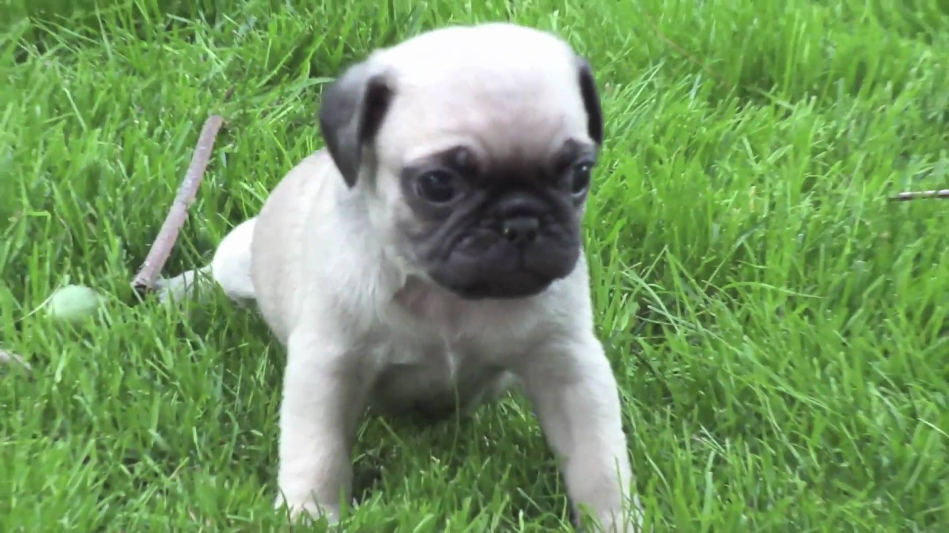 Best Of Cute Pug Puppies