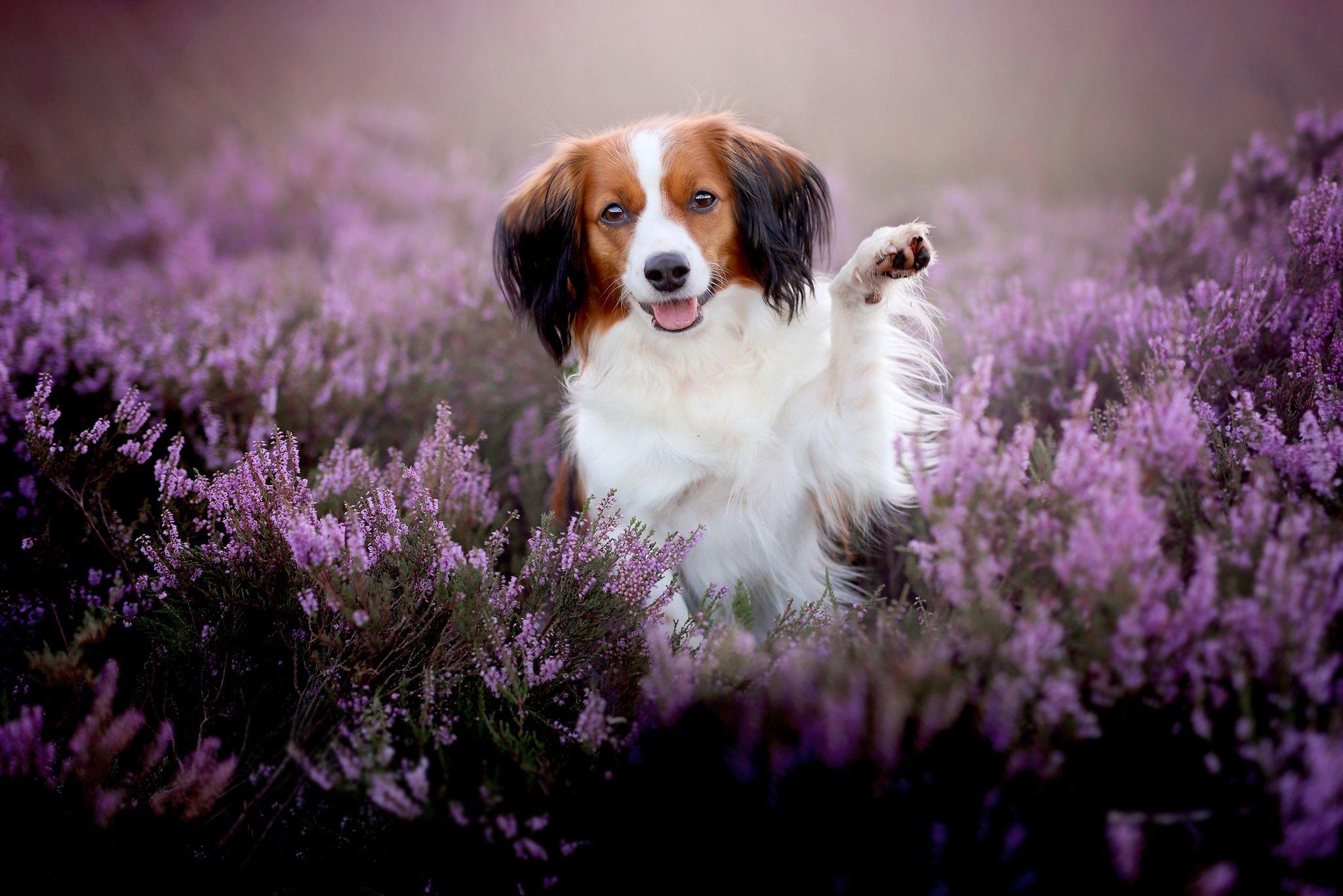 Cute Pets Dogs HD Wallpaper HD Wallpaper