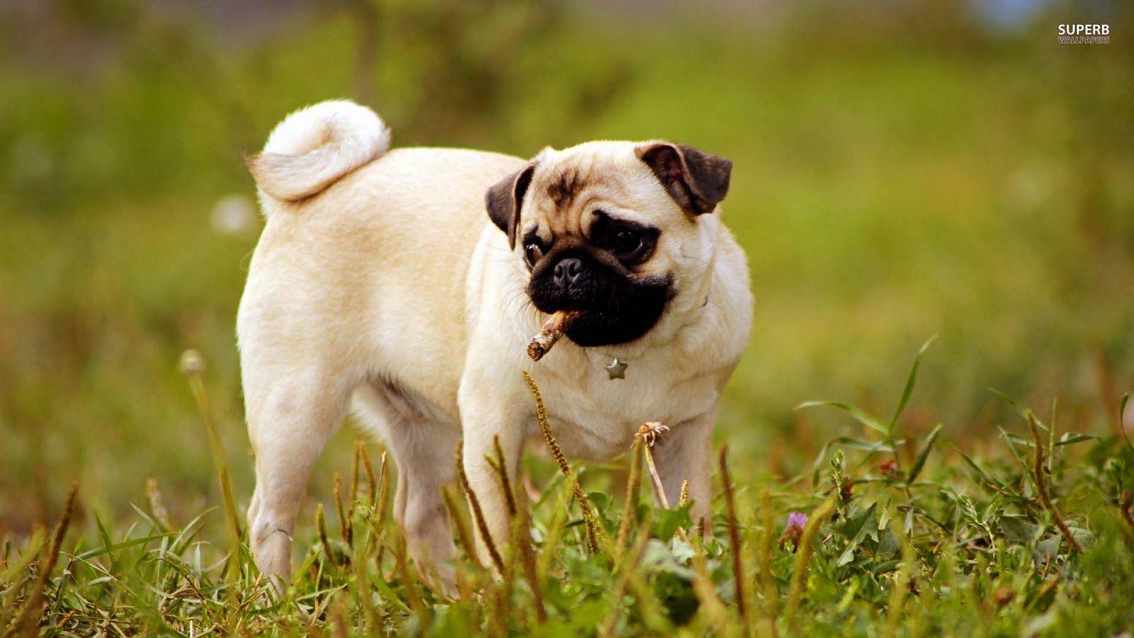 cute pug puppies wallpaper Collection