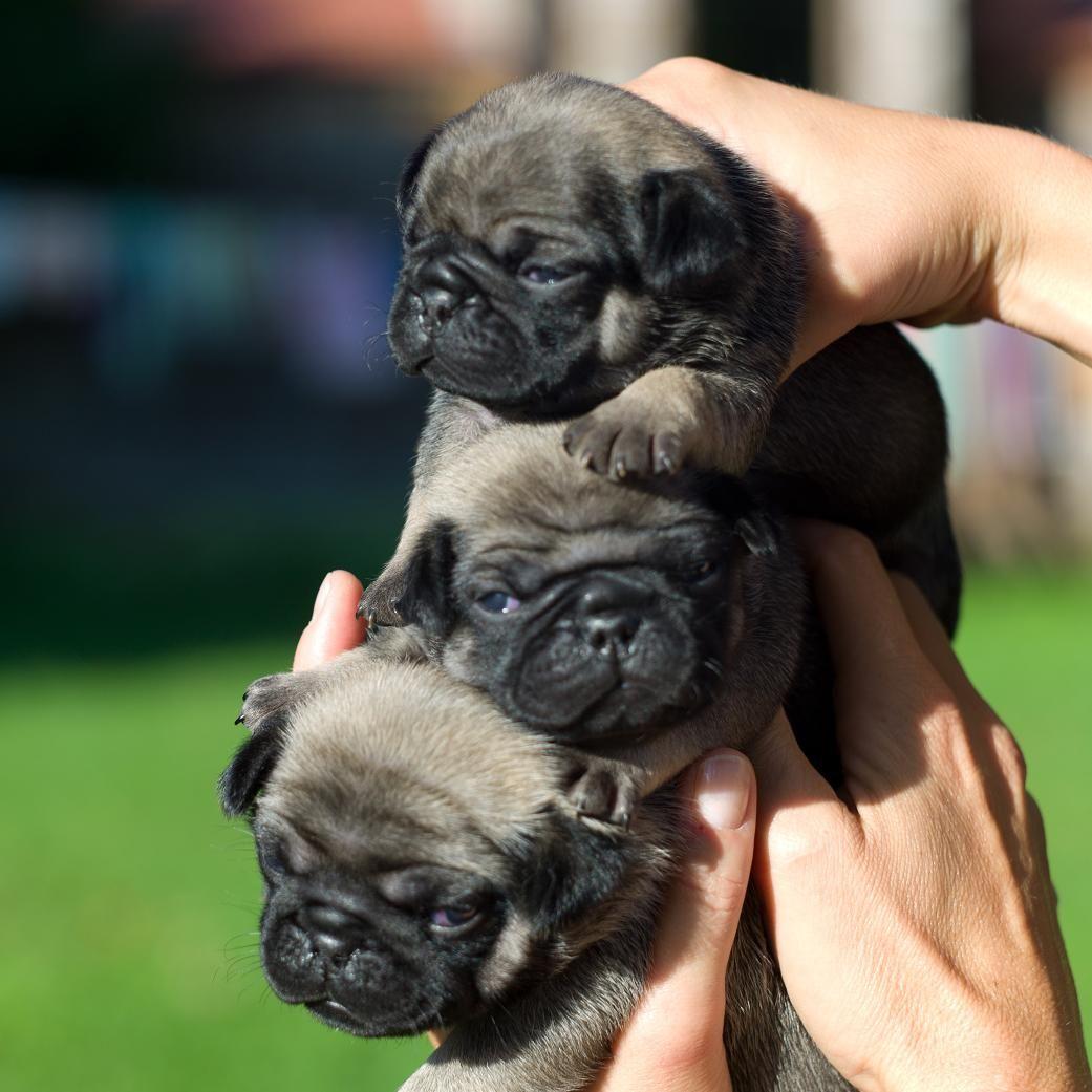 Baby Pug Puppies For In Michigan