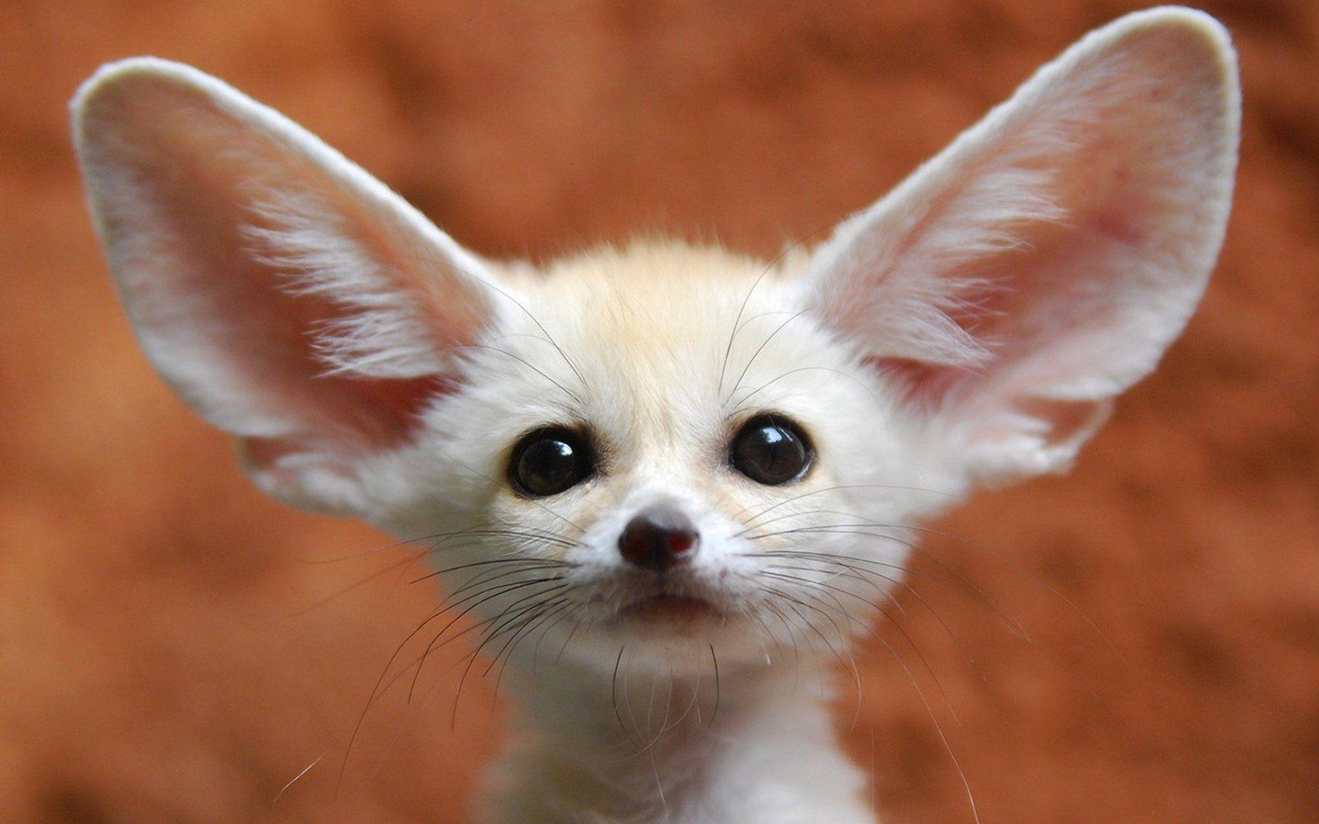 Wallpaper fennec fox animal forest art hd picture image