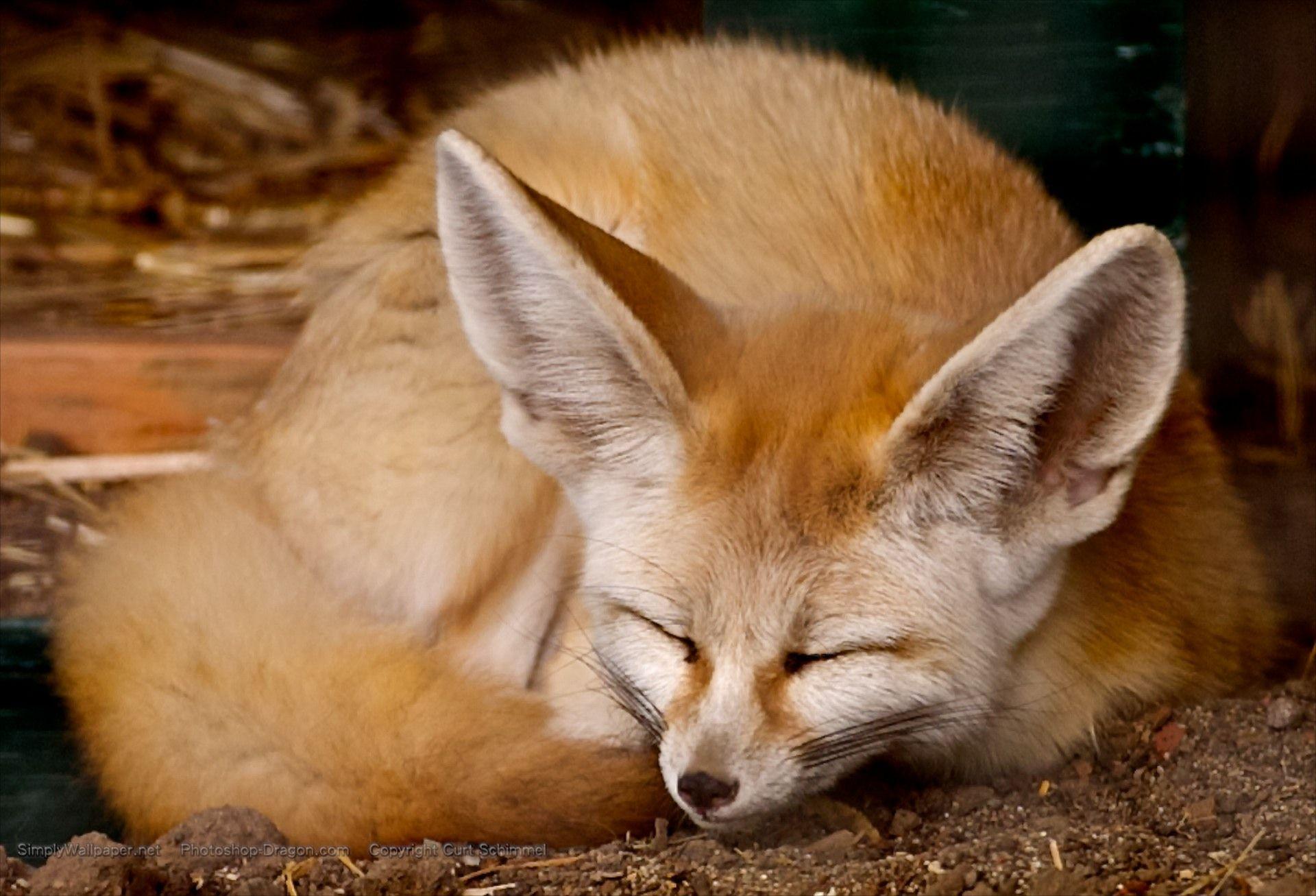 Fennec Fox Wallpapers Wallpaper Cave