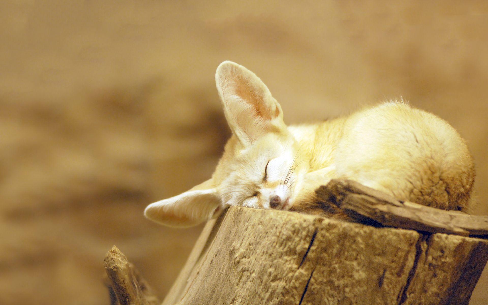 Fennec fox snooze wallpaperx1200