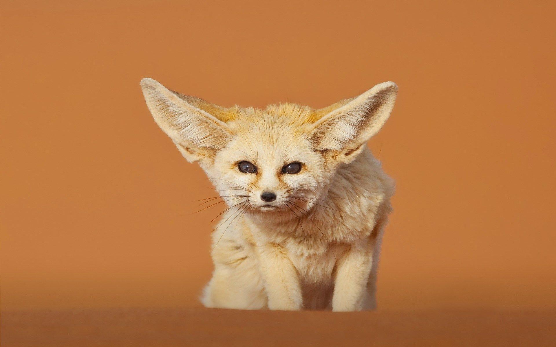Fennec Fox Wallpapers - Wallpaper Cave