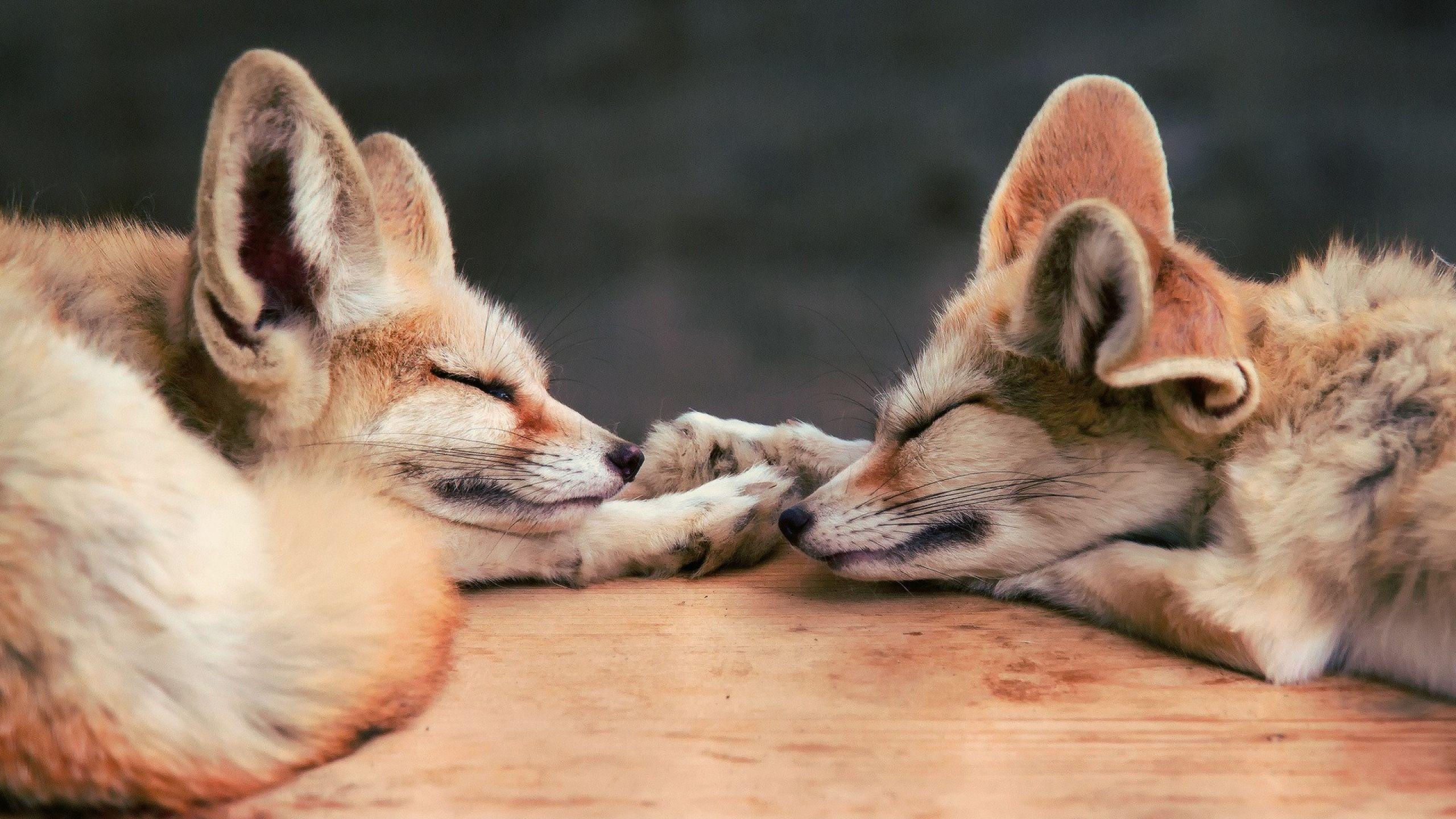 Fennec Fox Wallpapers Wallpaper Cave