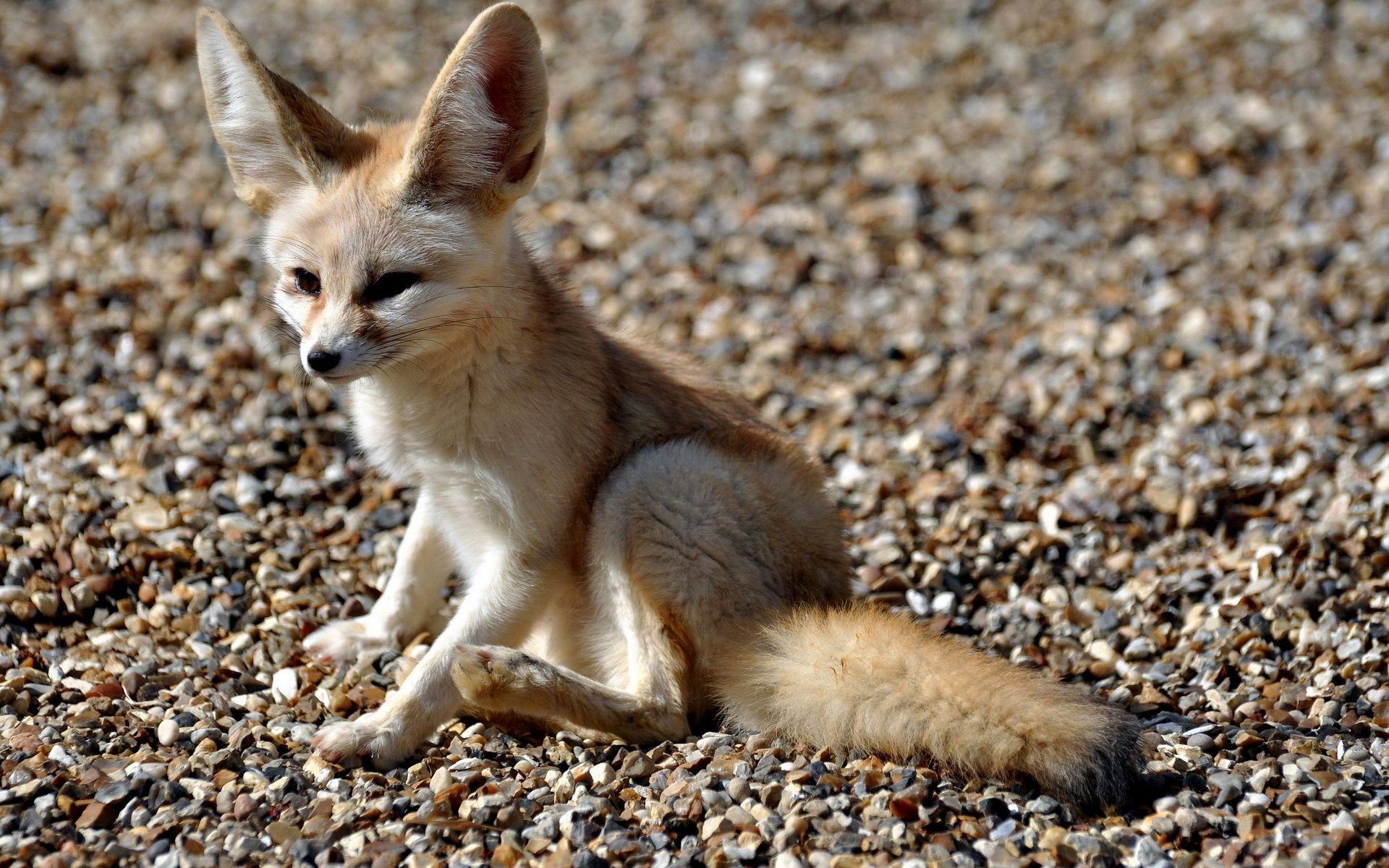 Fennec Fox Wallpapers Wallpaper Cave