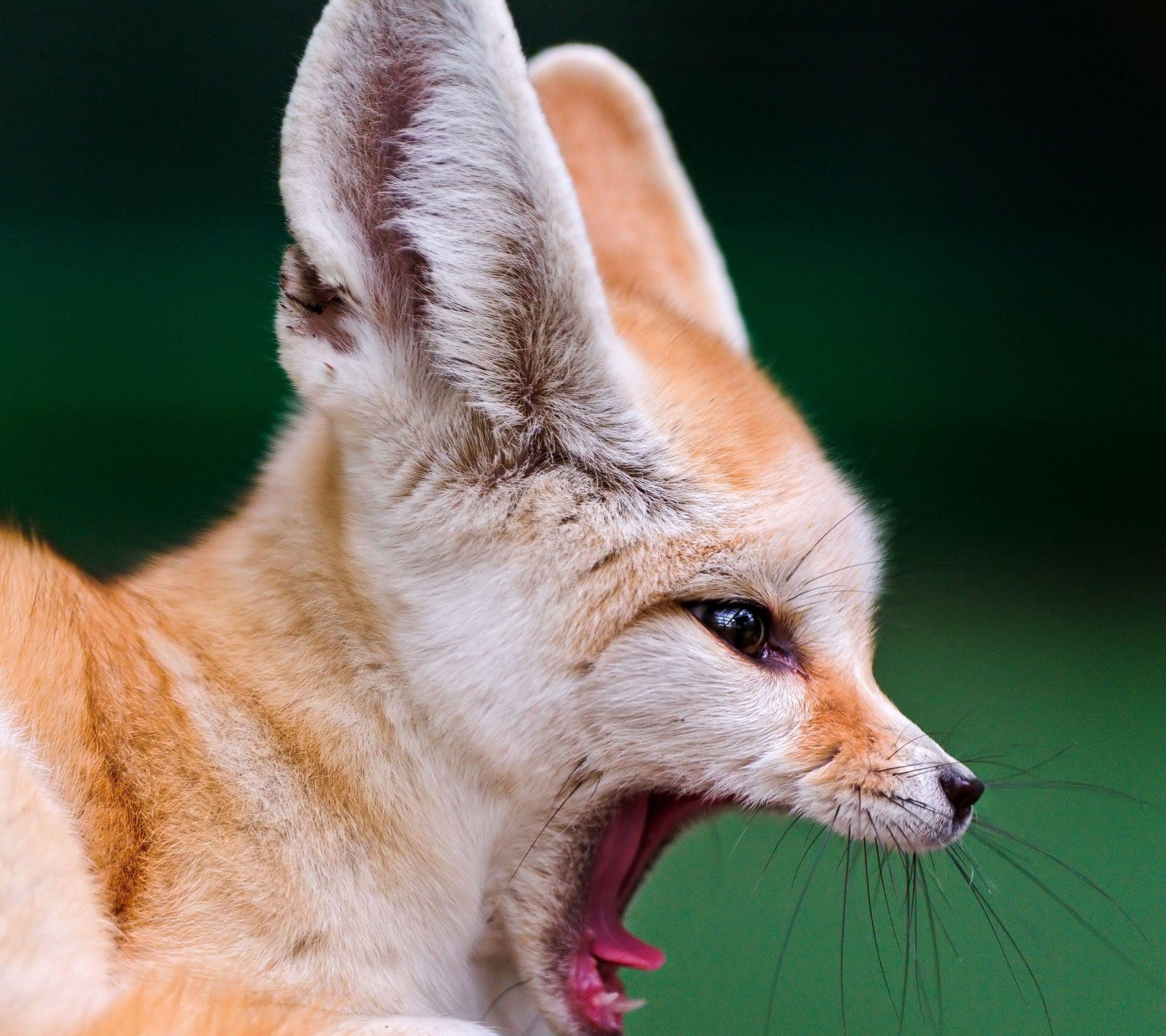 Fennec Fox Wallpapers - Wallpaper Cave