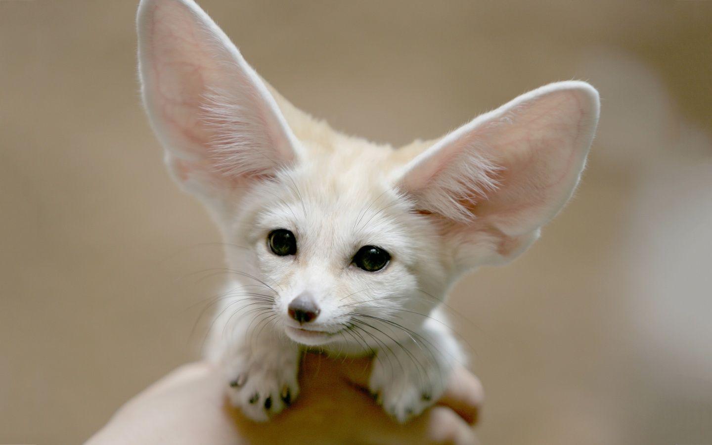 Fennec Fox wallpaperx900